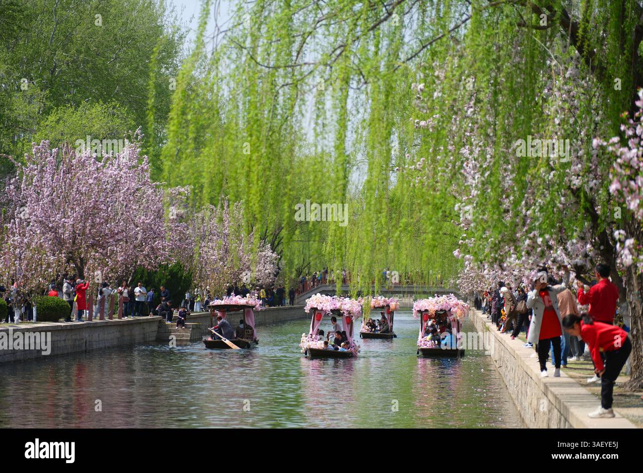 People admire spring flowers at a park in Beijing, China, 4 April, 2025 ...