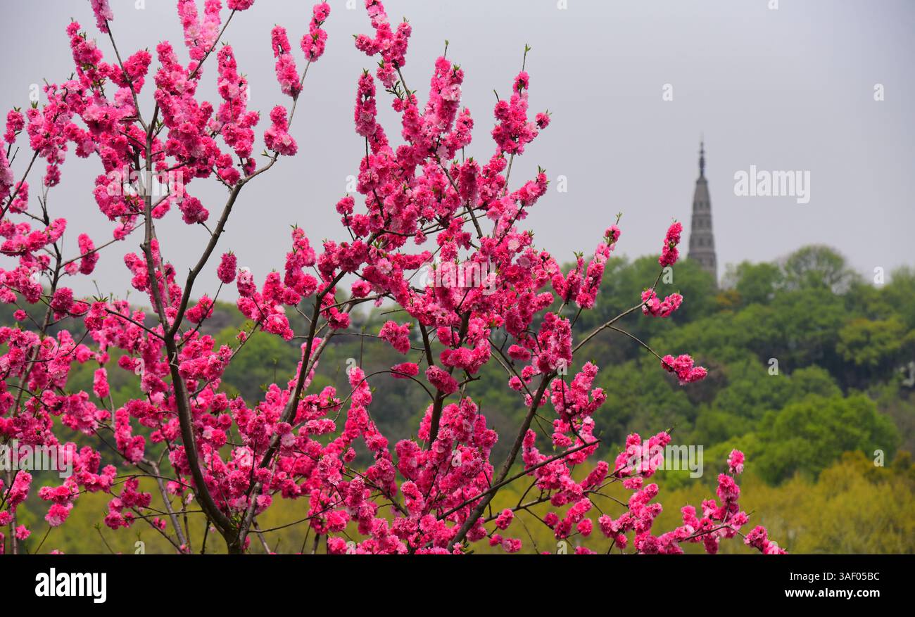 Spring In Hangzhou Tourists admire spring scenery at the West Lake scenic area in Hangzhou ...
