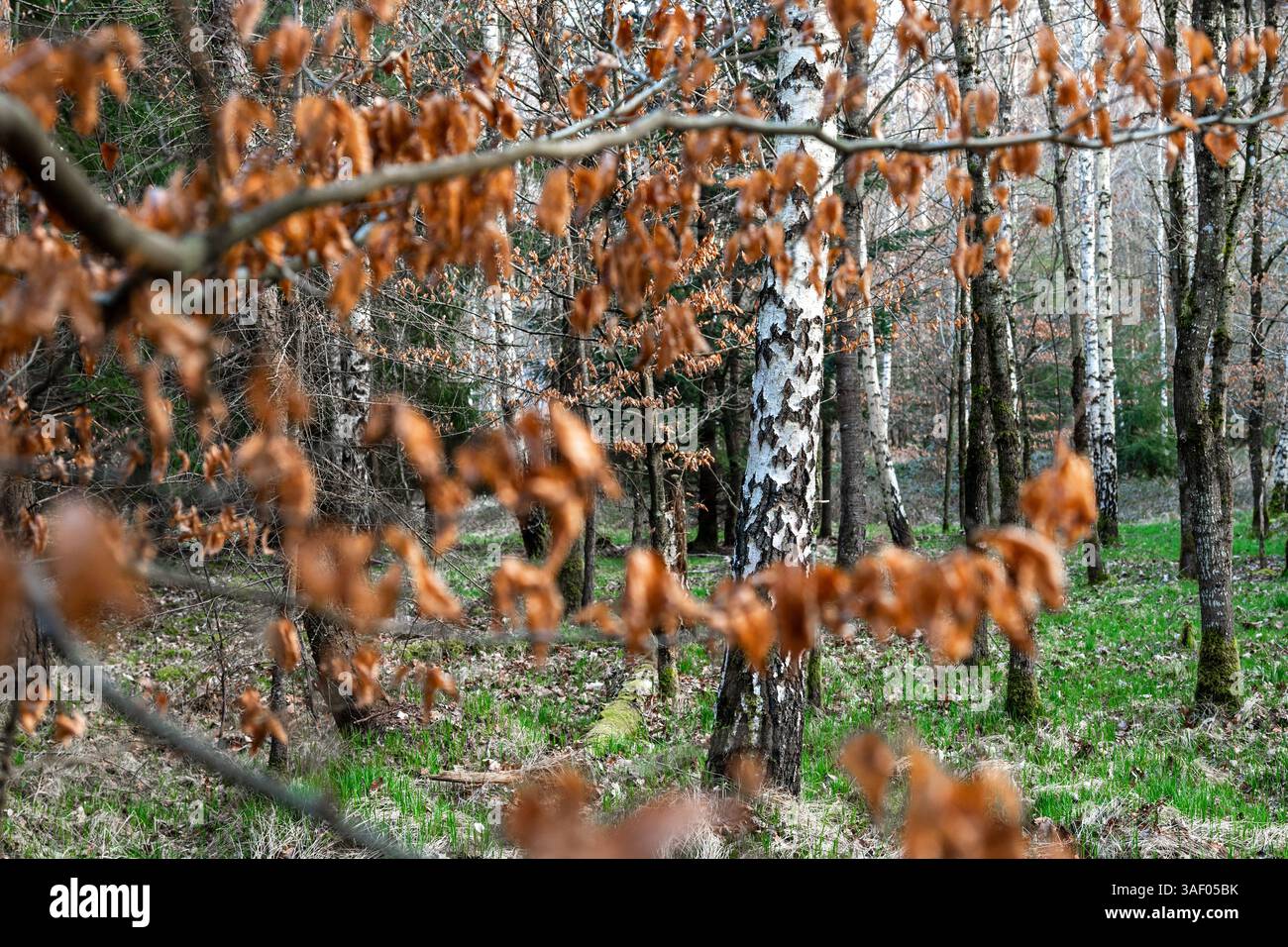 Beautiful birch trees in the forest in early spring Stock Photo