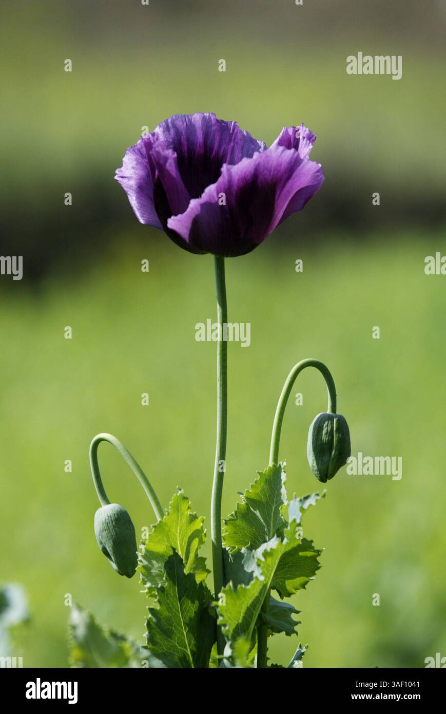 can you smoke poppy pods Rain is coming so it’s time to harvest the ripe poppy seeds. Once the poppy  pods have dried and the interior seeds matured to a rich brown or black, I  clip the tops from the pods and pour out the