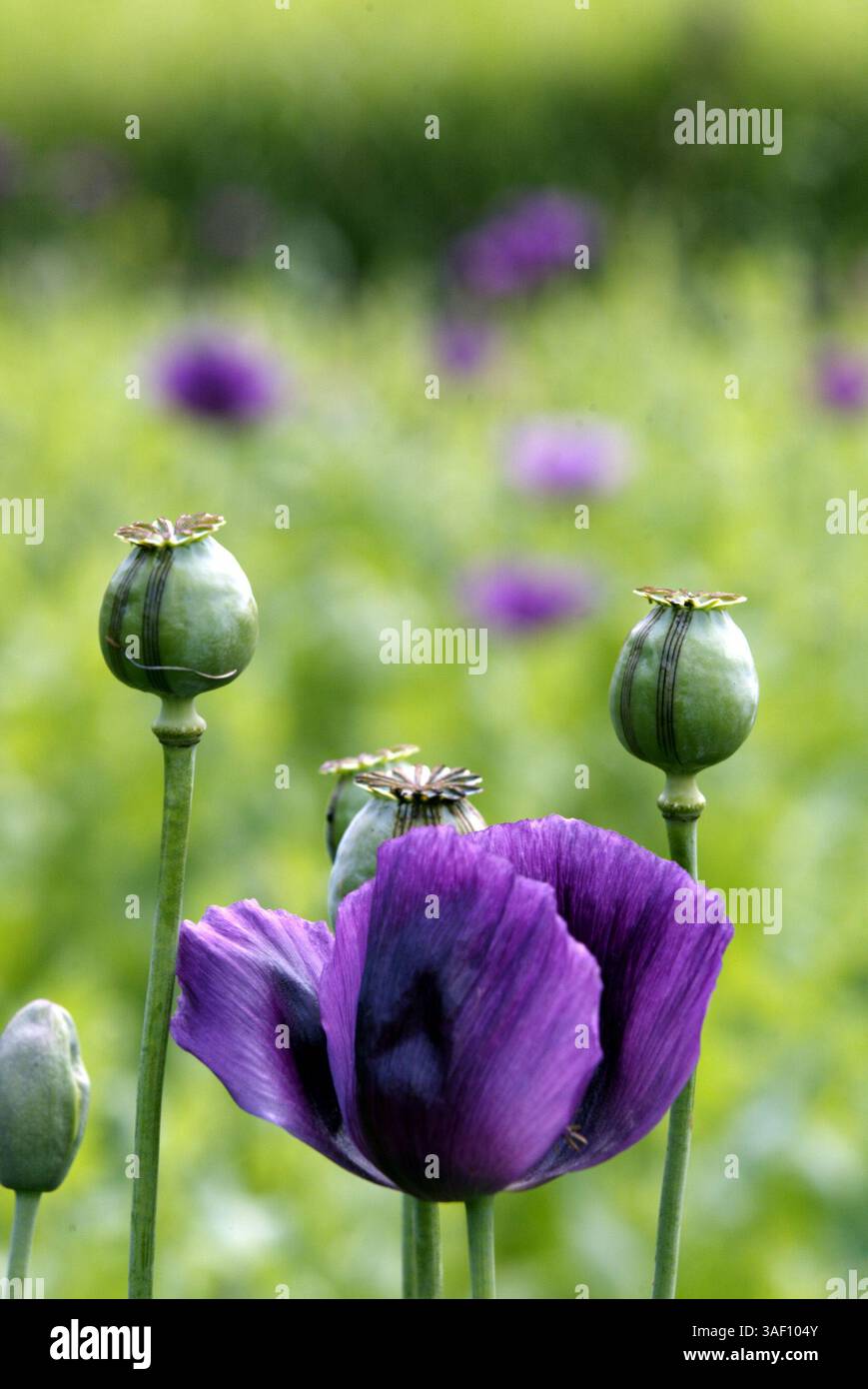 Opium poppy seed china hi-res stock photography and images - Alamy Opium poppy seed china hi-res stock photography and images - Alamy