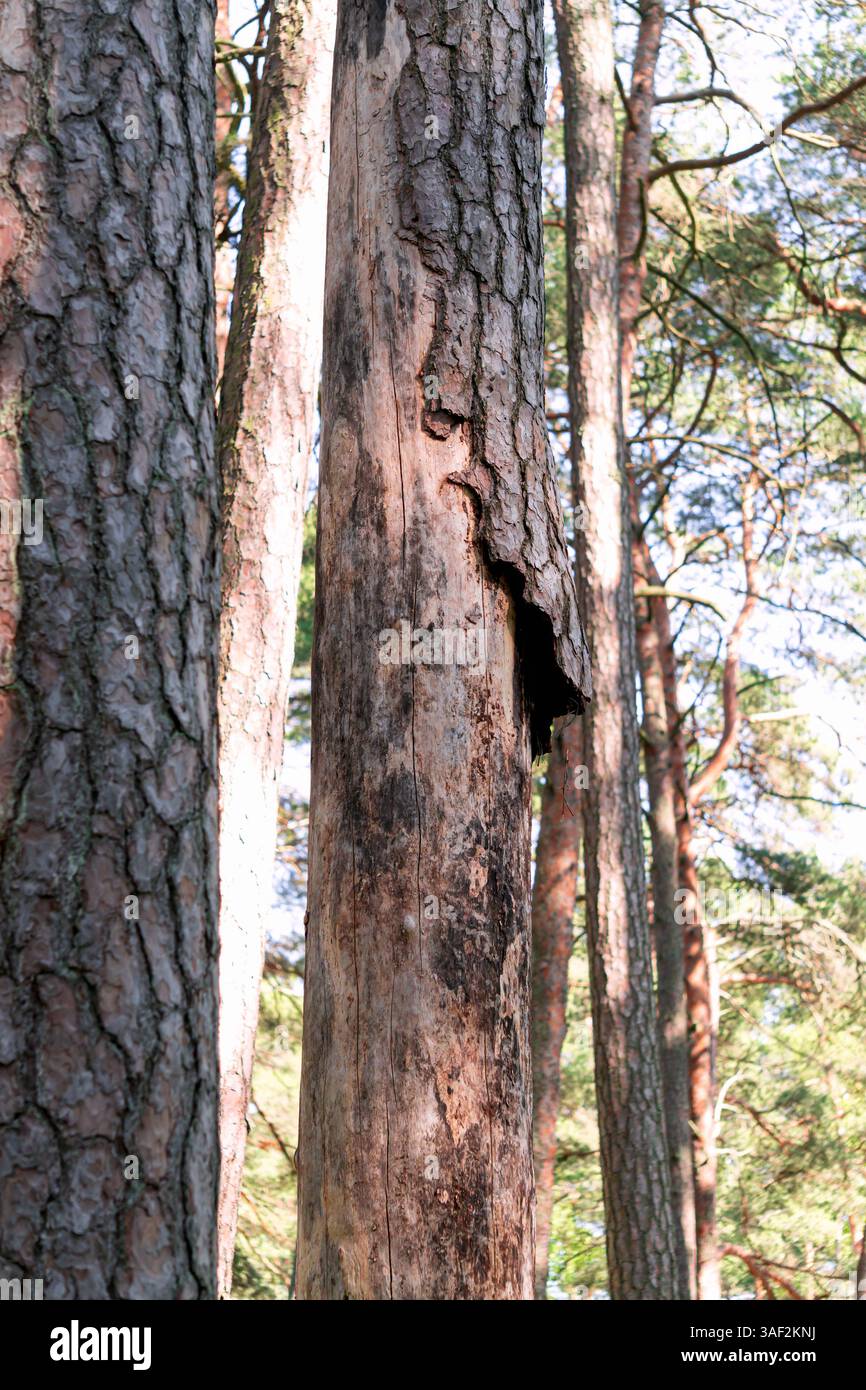The bark of the pine tree is damaged by the bark beetle pest Stock ...