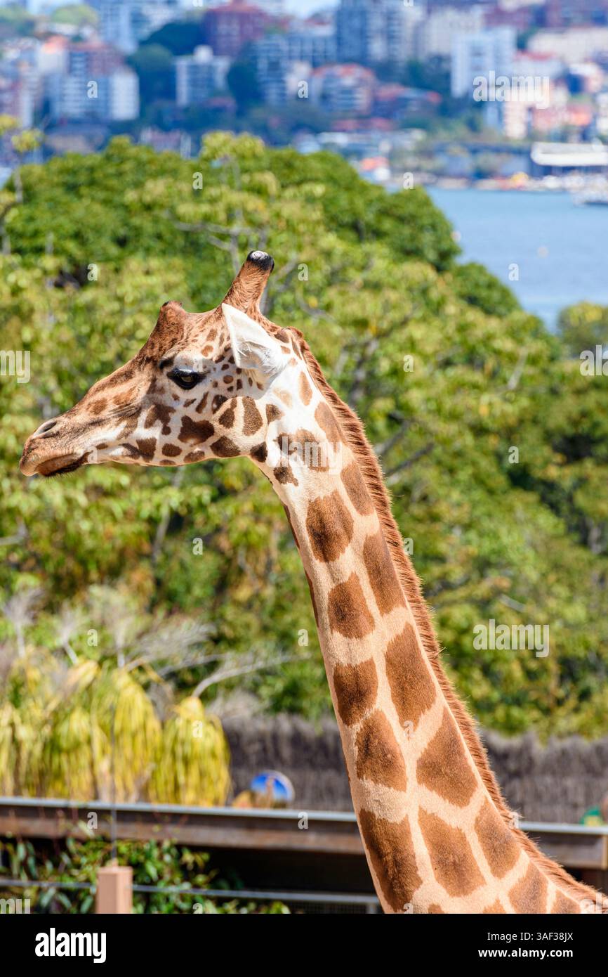 Giraffe head at with views over Sydney Harbour at Taronga Zoo, Sydney, Mosman, New South Wales, Australia Stock Photo