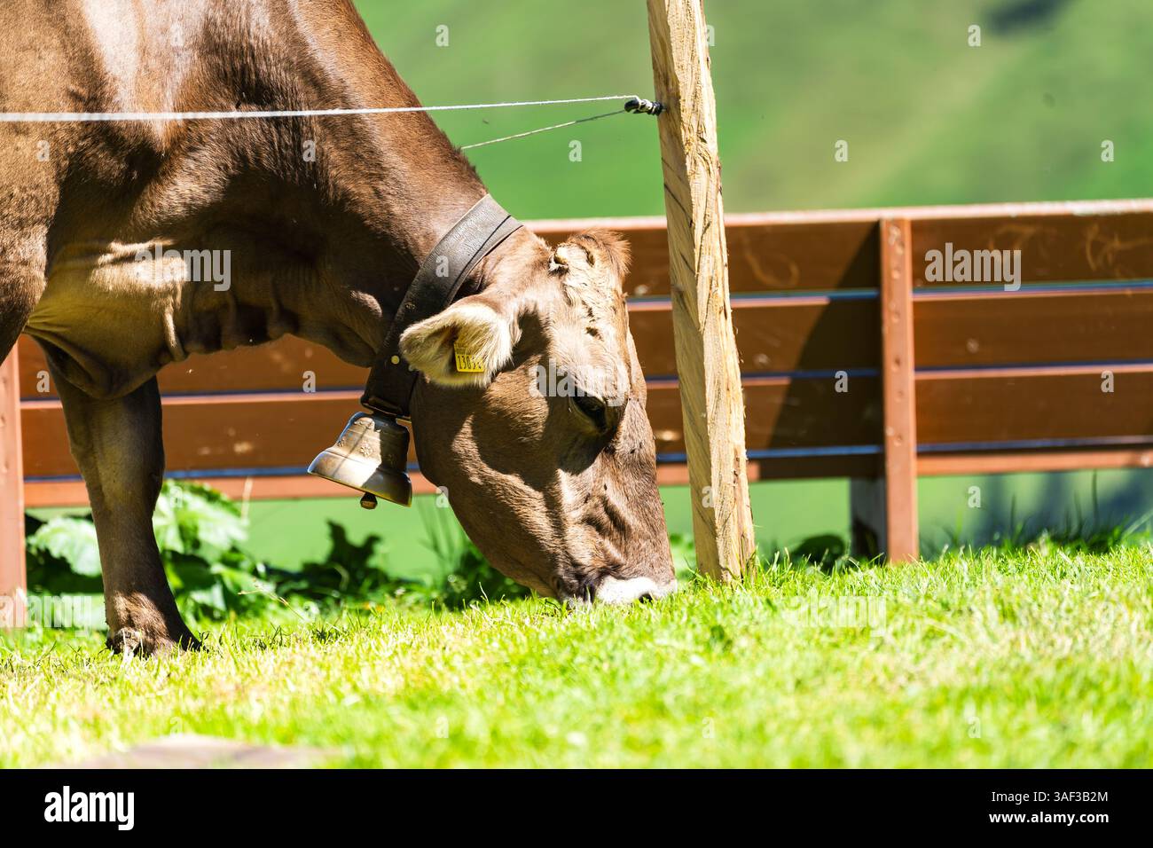 Peaceful Cows Grazing in the Swiss Alps Stock Photo - Alamy