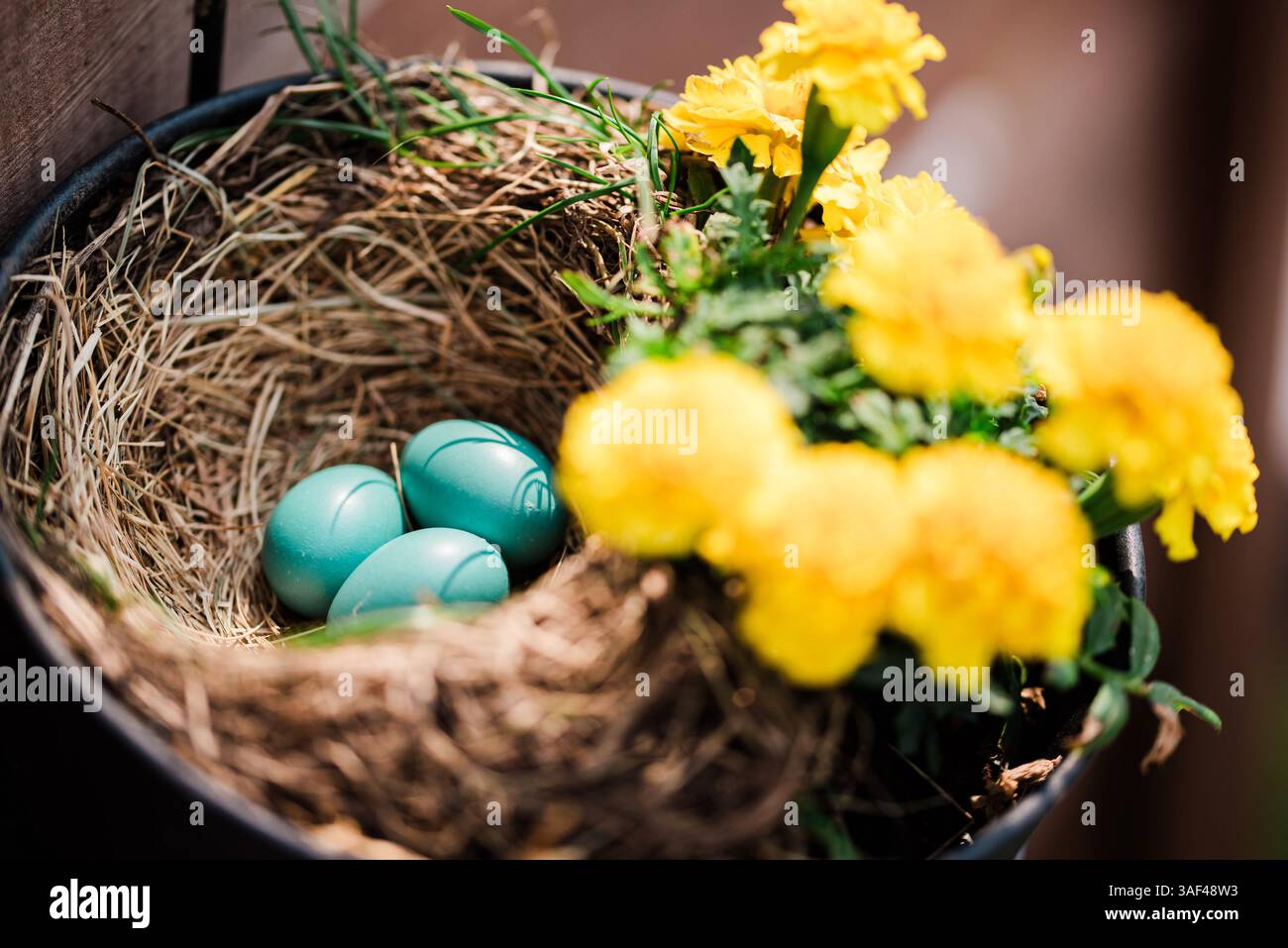 Colorful robin's eggs nestled in a nest surrounded by yellow marigolds Stock Photo