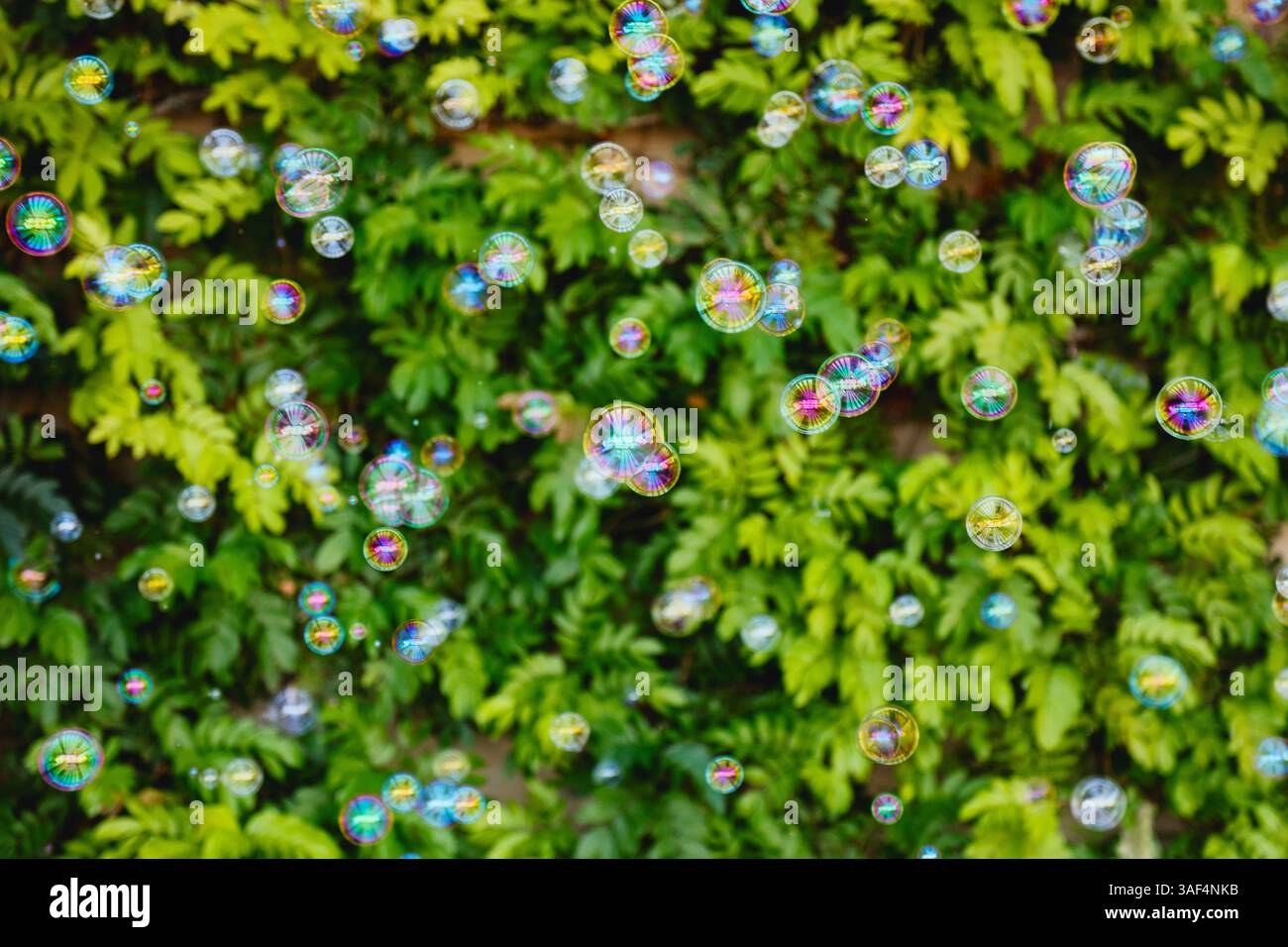 Colorful soap bubbles floating in front of leafy green background Stock ...