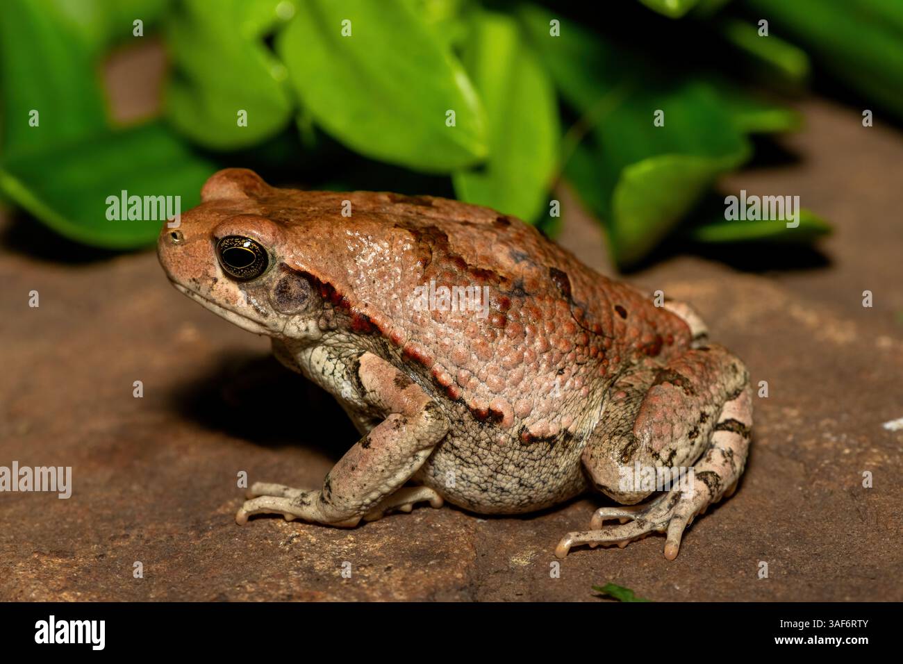 Beautiful Toad A beautiful African red toad (Schismaderma carens), also known as an ...