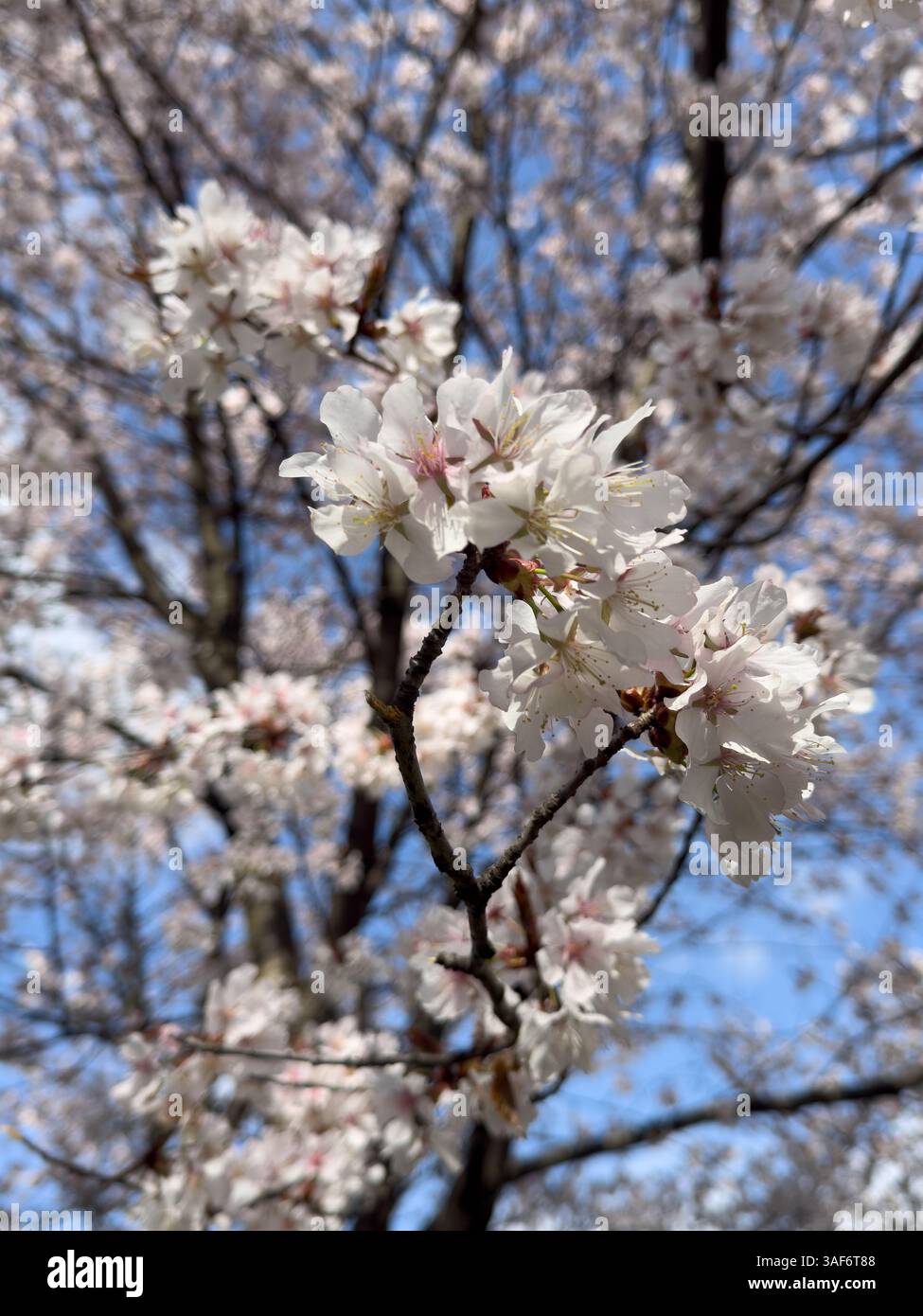 Close up beautiful blossoming cherry tree branches with delicate white flowers against clear blue sky. Perfect for spring themes, nature backgrounds, - Smartphone Captured Stock Image
