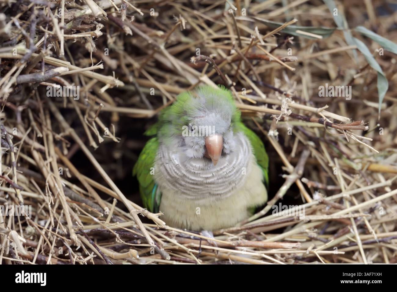Monk Parakeet (Myiopsitta monachus) in nest | Mönchssittich (Myiopsitta monachus) im Nest Stock Photo