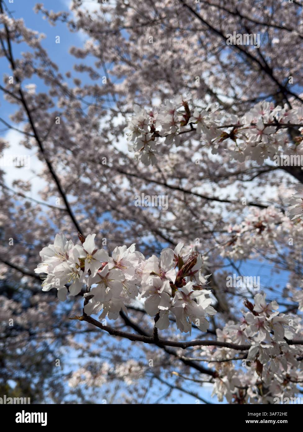 Close up beautiful blossoming tree branches with delicate white flowers against clear blue sky. Perfect for spring themes, nature backgrounds - Smartphone Captured Stock Image