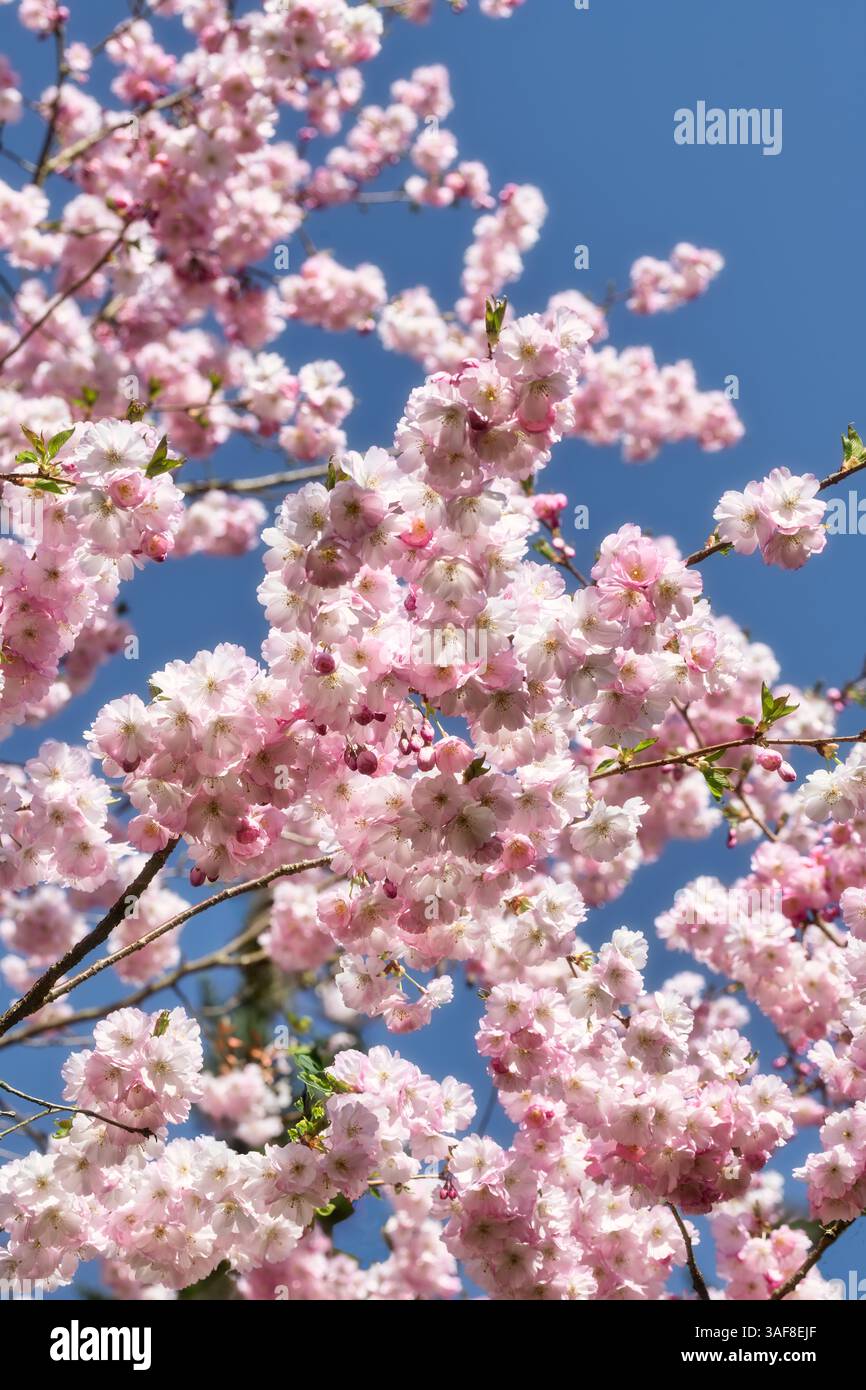 Blueten des Mandelbaeumchens Stock Photo