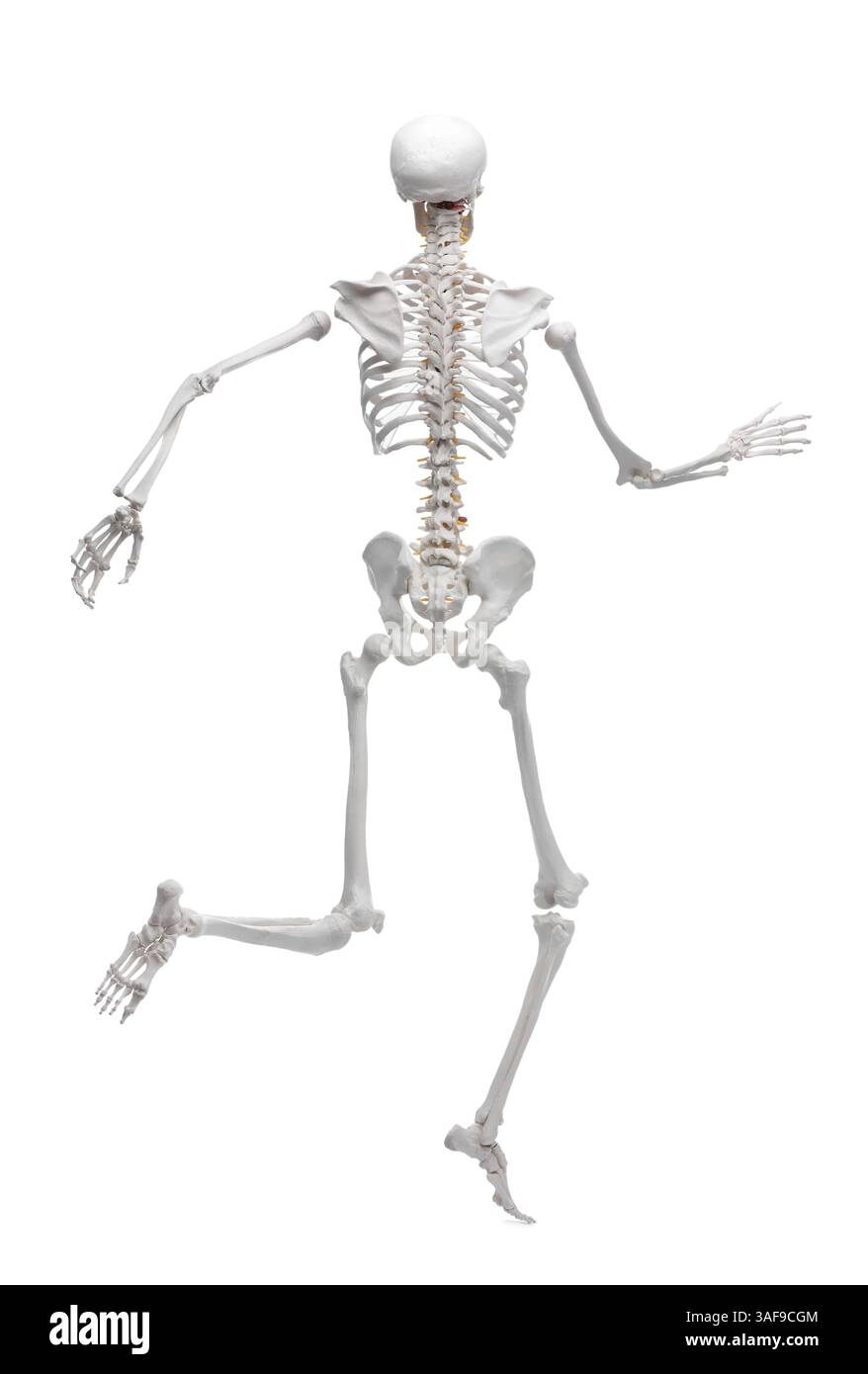 Artificial human skeleton model isolated on white Stock Photo - Alamy