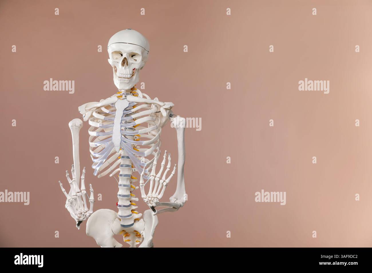 Artificial human skeleton model on light brown background, space for text Stock Photo