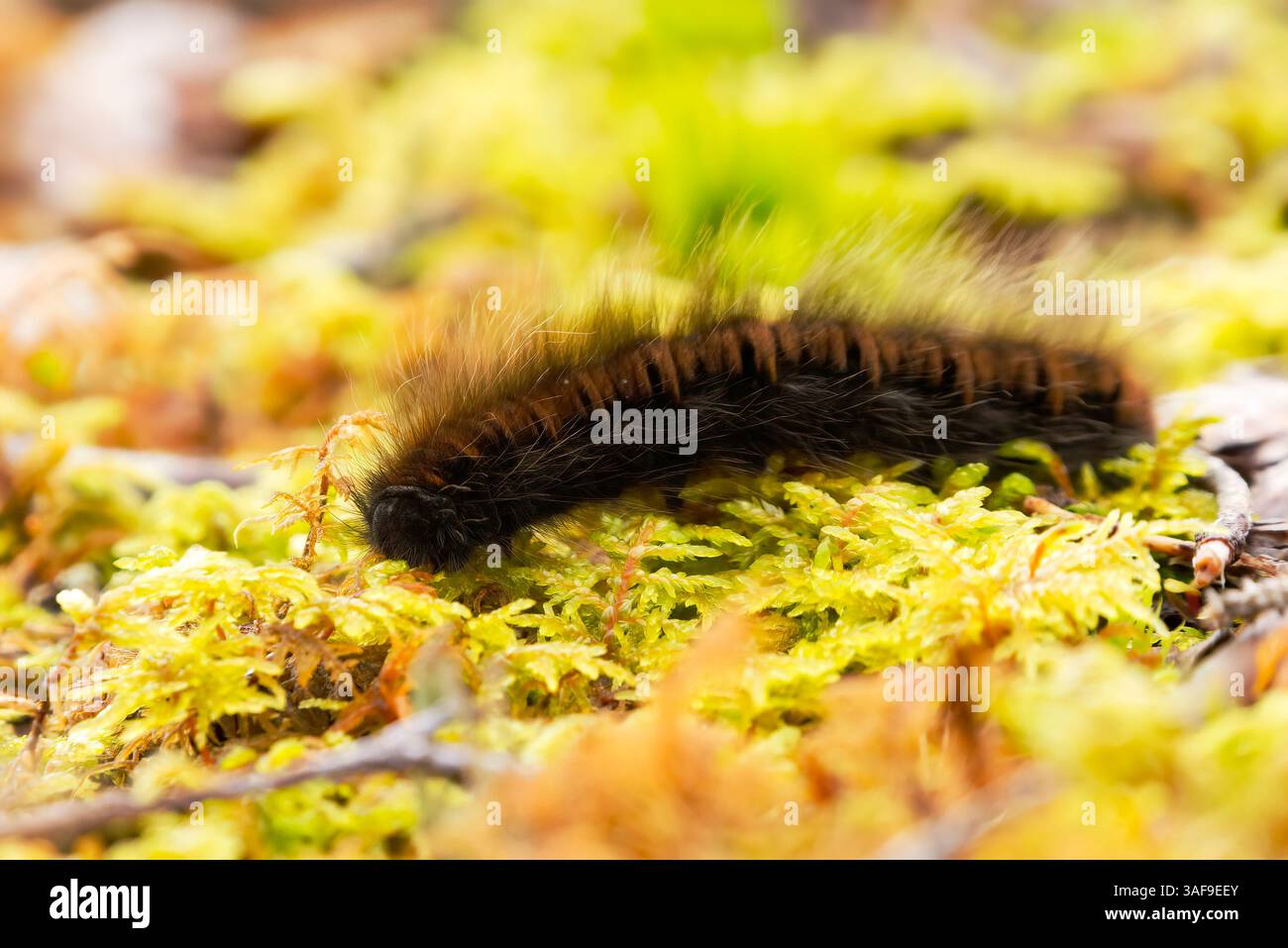 Macrothylacia rubi, the fox moth caterpillar crawling in the moss in ...