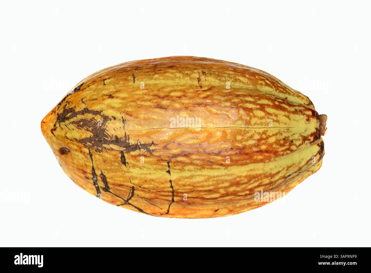 Cacao Tree or Cocoa Tree (Theobroma cacao), ripe fruit | Kakaobaum (Theobroma cacao), reife Kakaofrucht Stock Photo