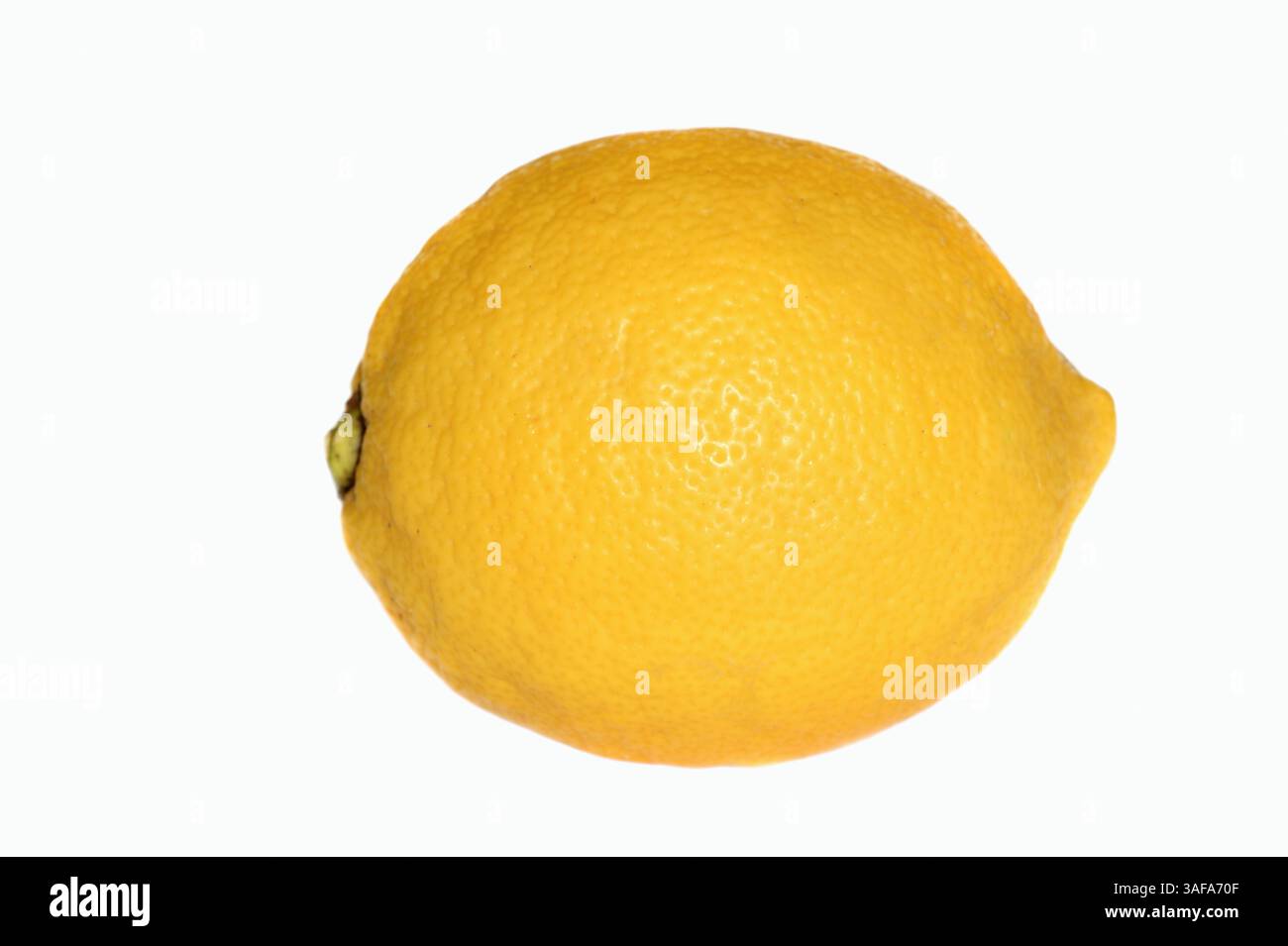 Lemon (Citrus limon), fruit against white background | Zitrone (Citrus limon), Frucht vor weißem Hintergrund Stock Photo