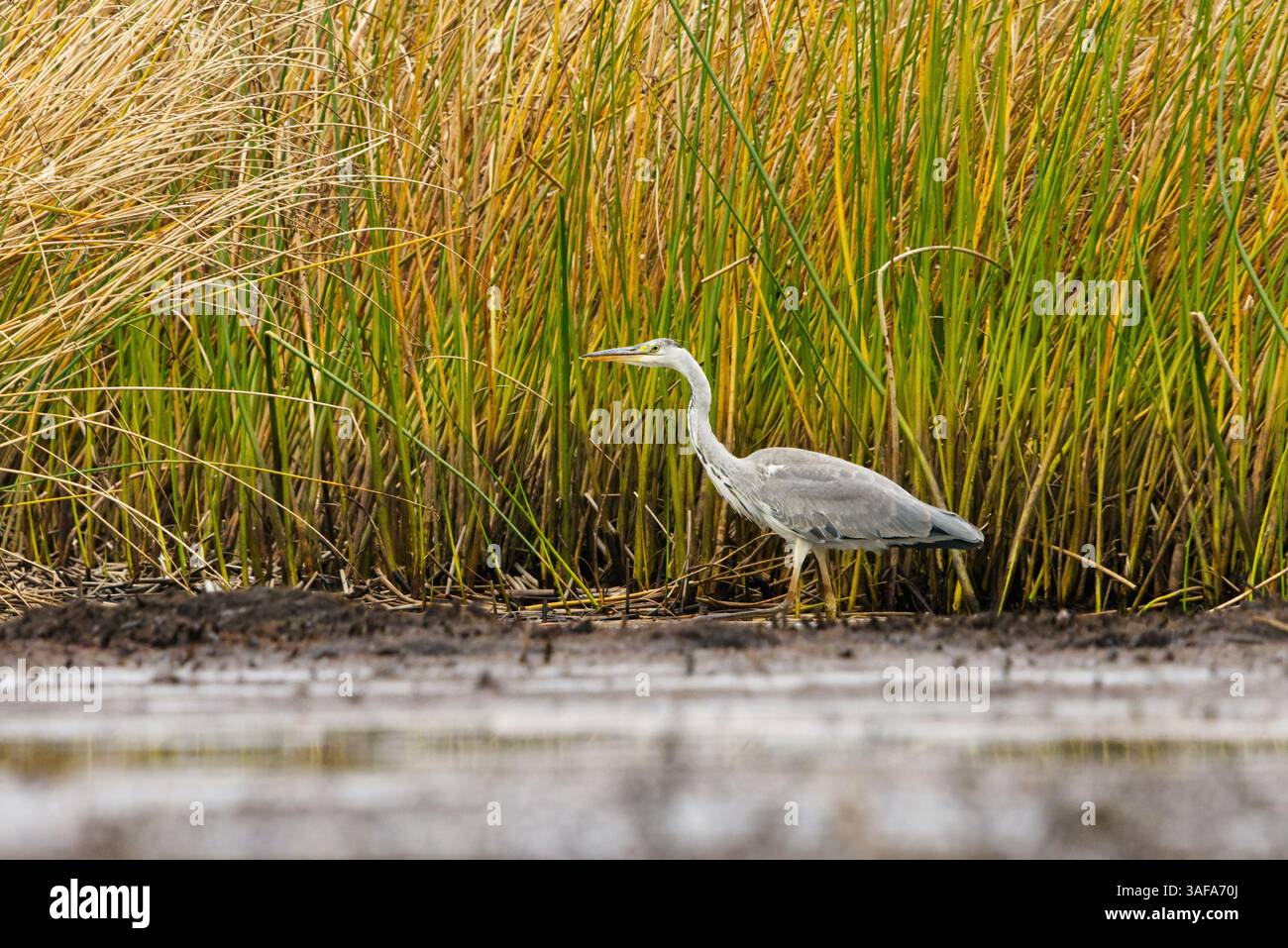 Grey heron (Ardea cinerea) hunting in the wetlands. Stock Photo