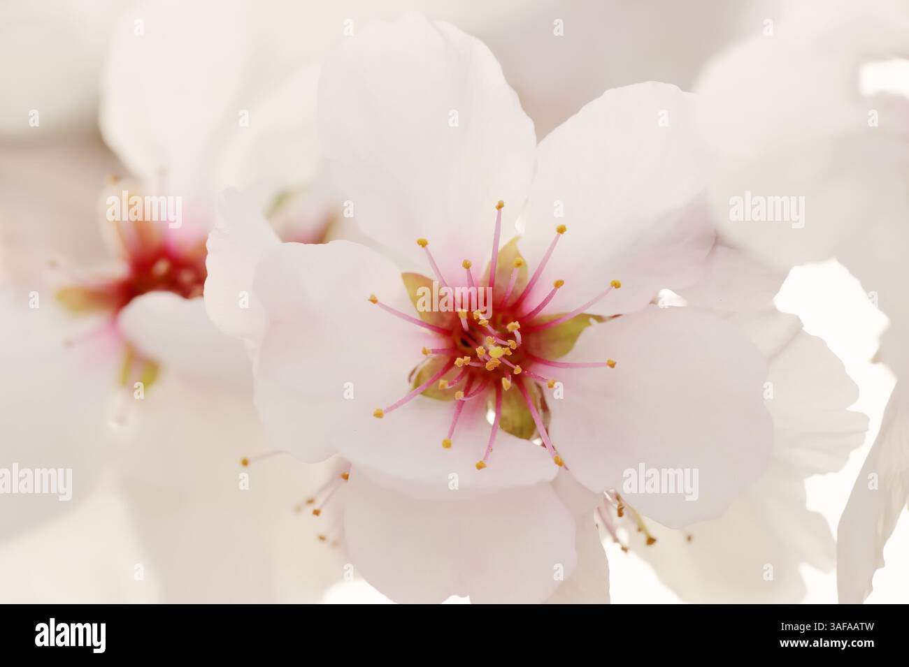 Almond Tree (Prunus dulcis, Prunus amygdalus), blossom, Germany ...