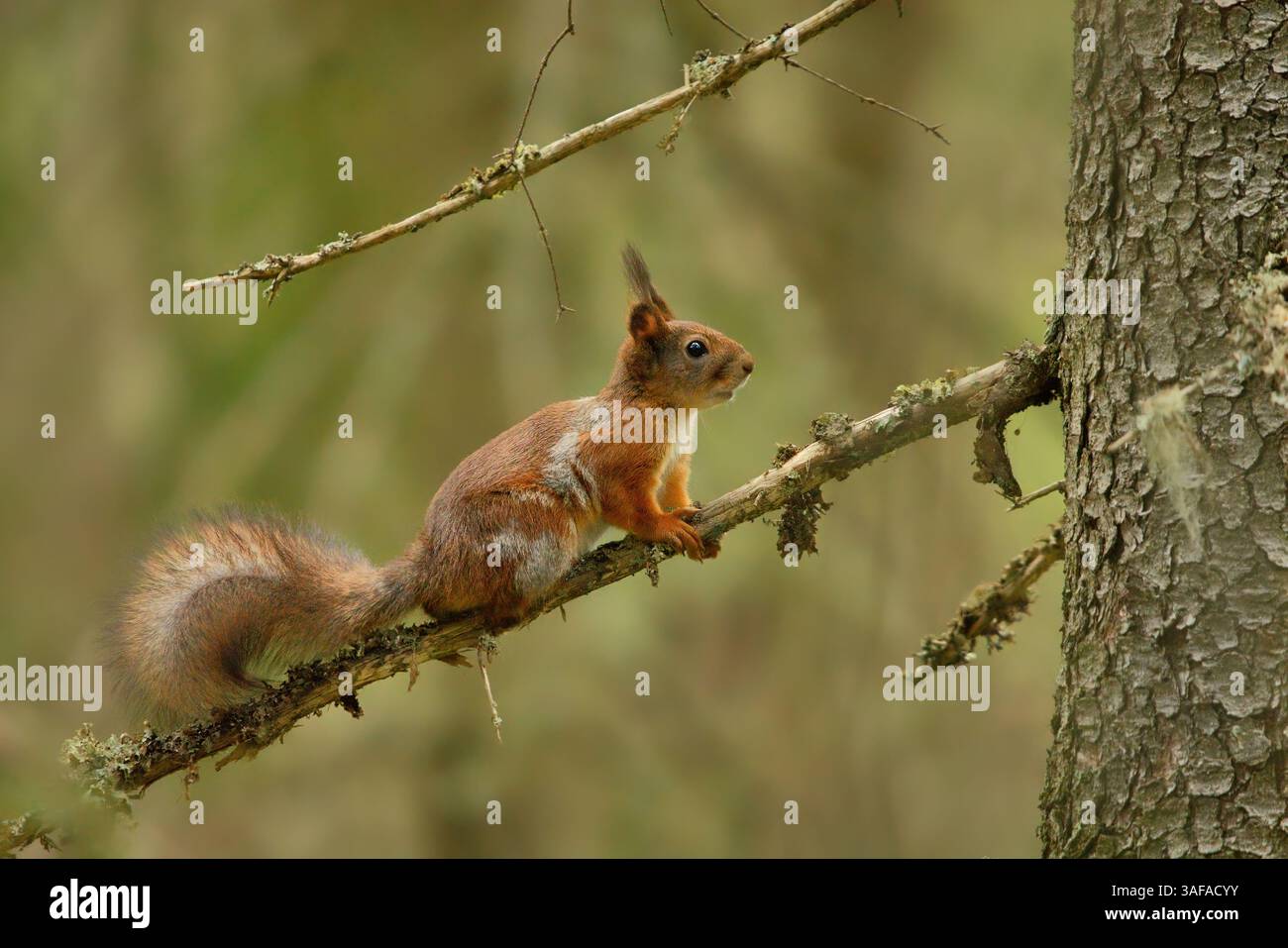 Red squirrel (Sciurus vulgaris) in the forest on a tree branch. Stock Photo
