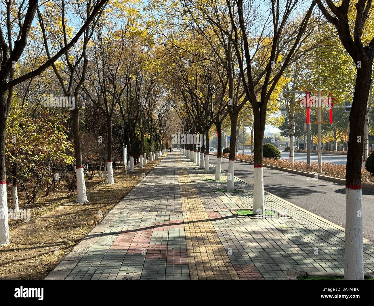 A scenic autumn walkway with trees and colorful foliage during the fall season, Yinchuan, China - Smartphone Captured Stock Image