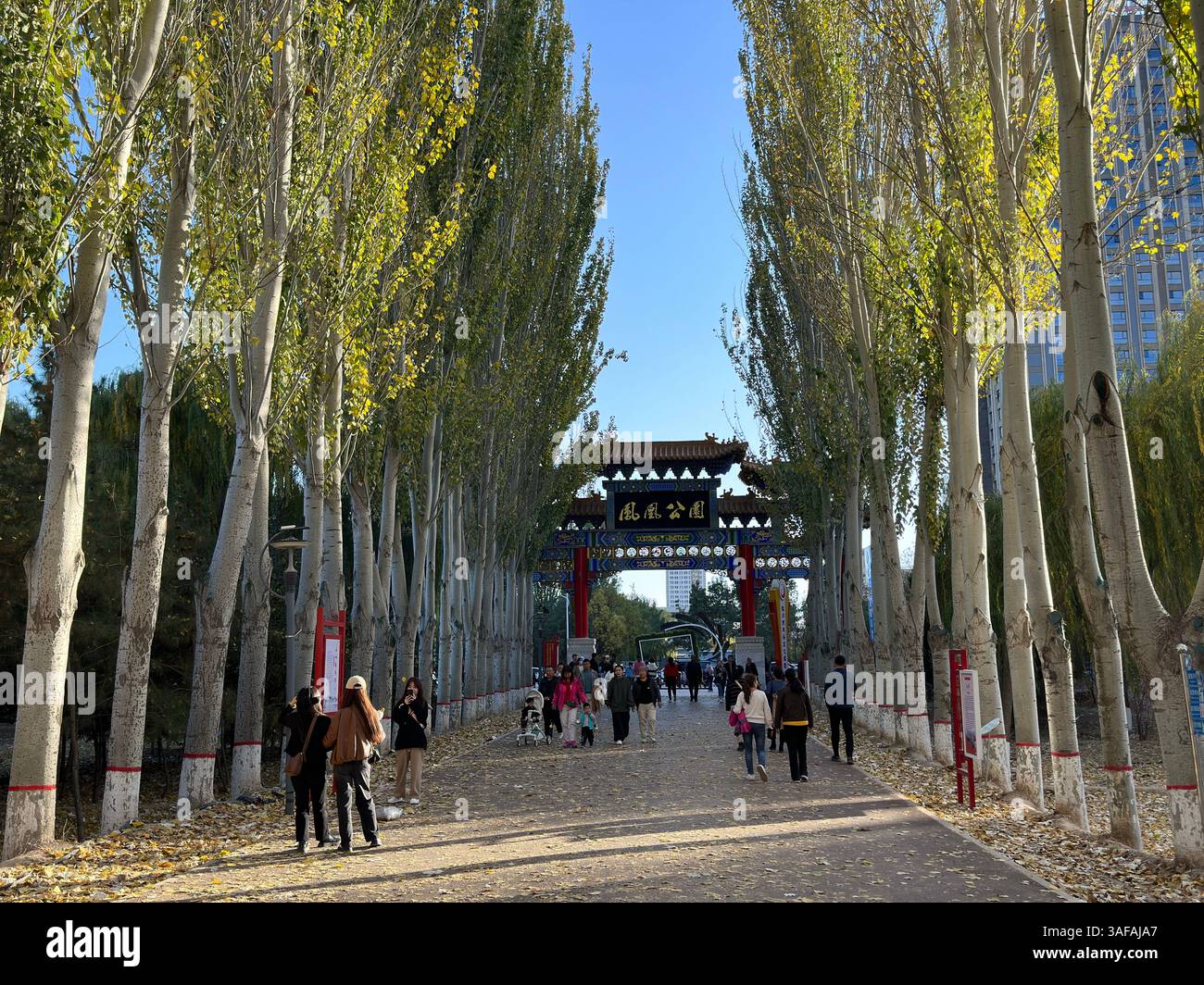 Pathway through a park lined with tall trees leading to a Chinese gate, Yinchuan, China - Smartphone Captured Stock Image