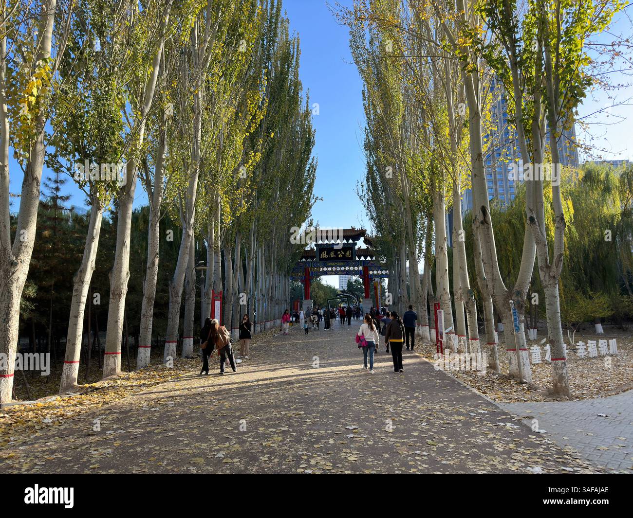 Pathway through a park lined with tall trees leading to a Chinese gate, Yinchuan, China - Smartphone Captured Stock Image