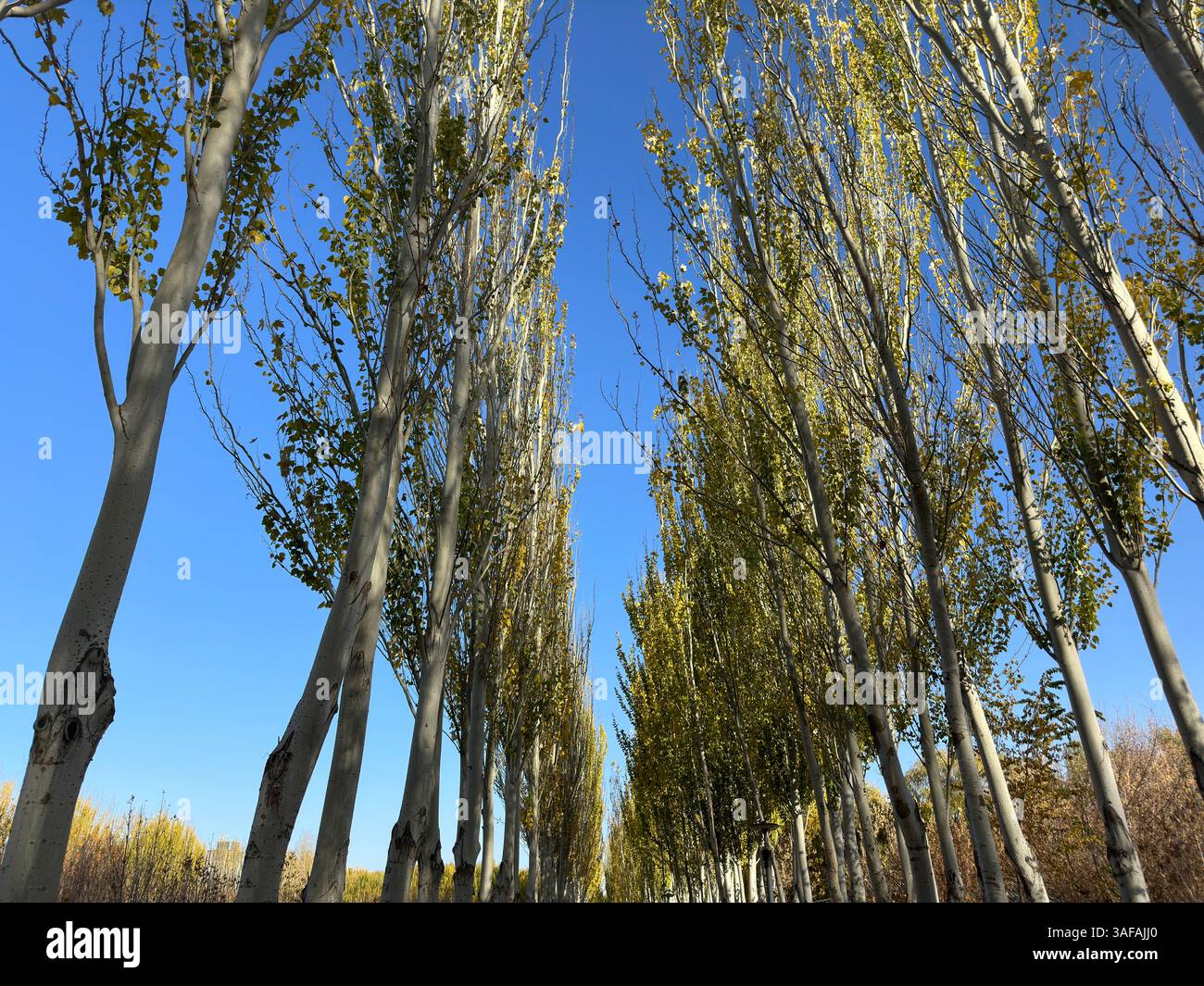 Lush autumn trees reaching towards a bright, clear, and vibrant blue sky creating a beautiful scene.Yinchuan, China - Smartphone Captured Stock Image