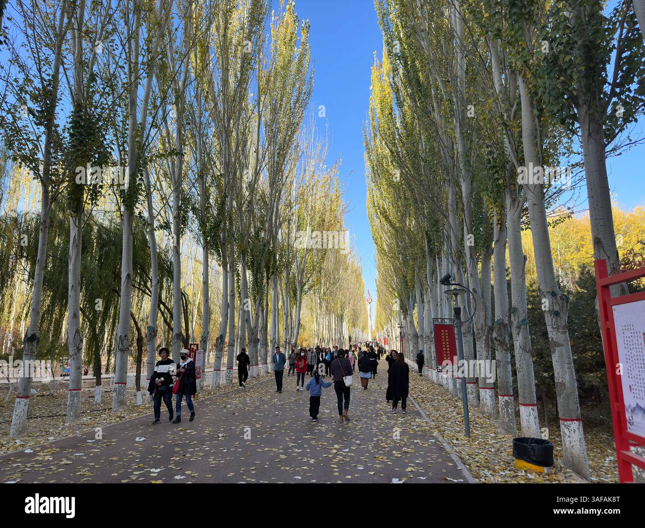 Pathway through a park lined with tall trees leading to a Chinese gate, Yinchuan, China - Smartphone Captured Stock Image