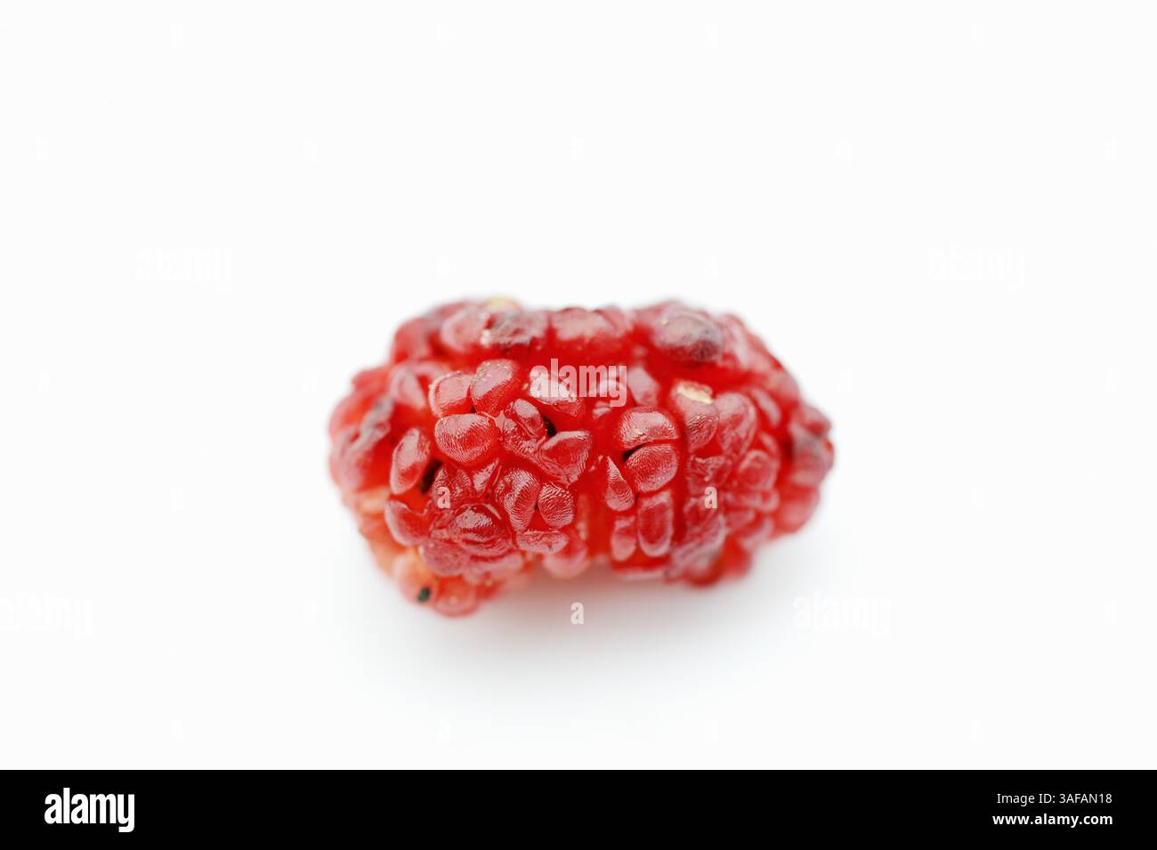 Leafy Goosefoot or  Strawberry Sticks (Chenopodium foliosum, Blitum virgatum), fruit | Echter Erdbeerspinat Chenopodium foliosum, Blitum virgatum) Stock Photo