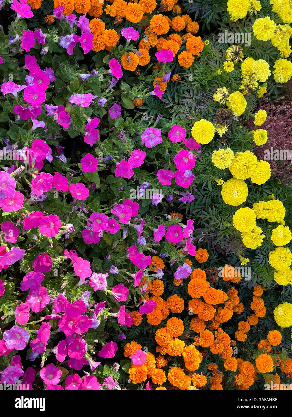 Stunning array of brightly colored petunias and marigolds creates a vivid floral scene. - Smartphone Captured Stock Image