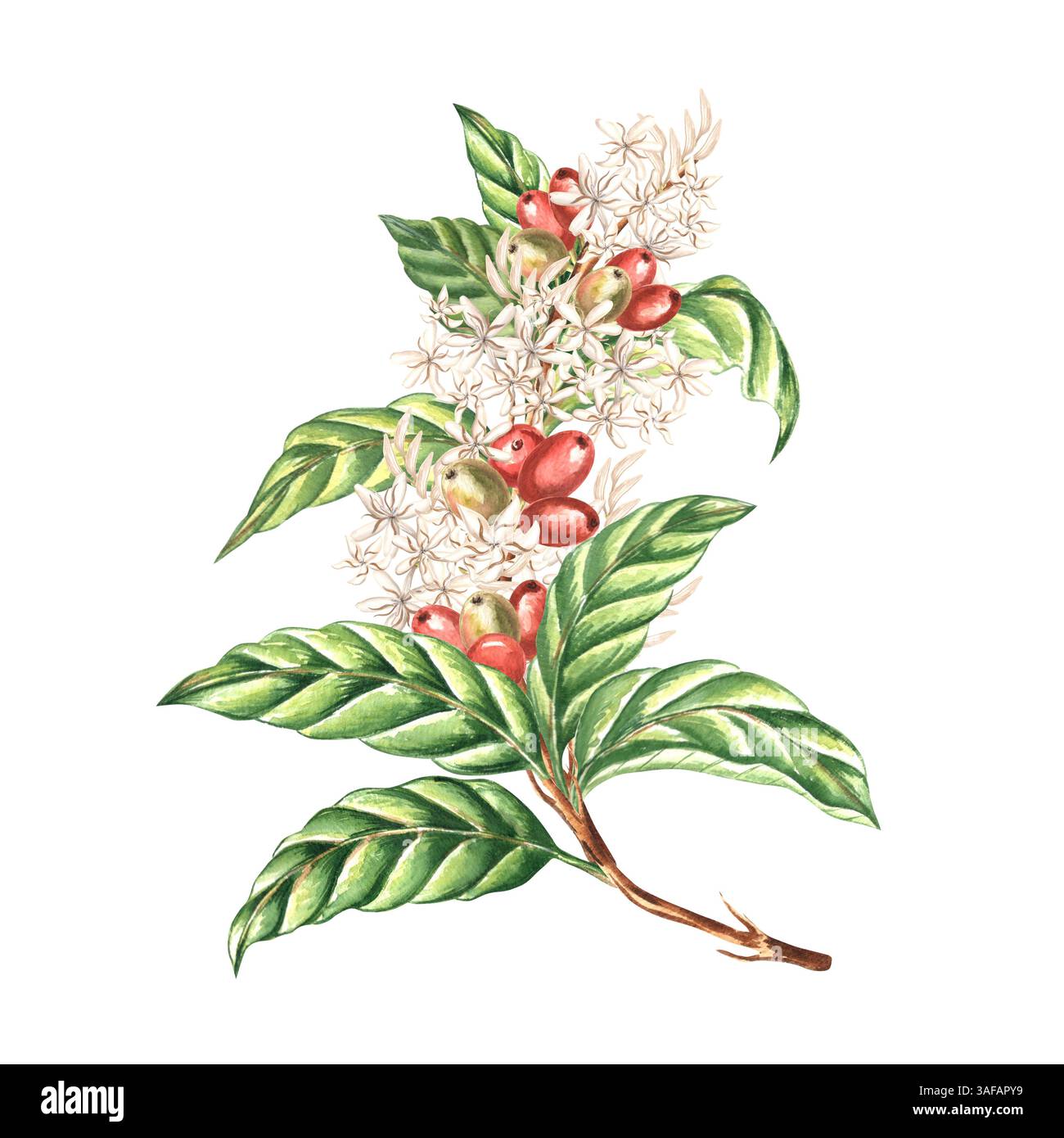 Coffee branch with red berries, leaves and white flowers watercolor ...