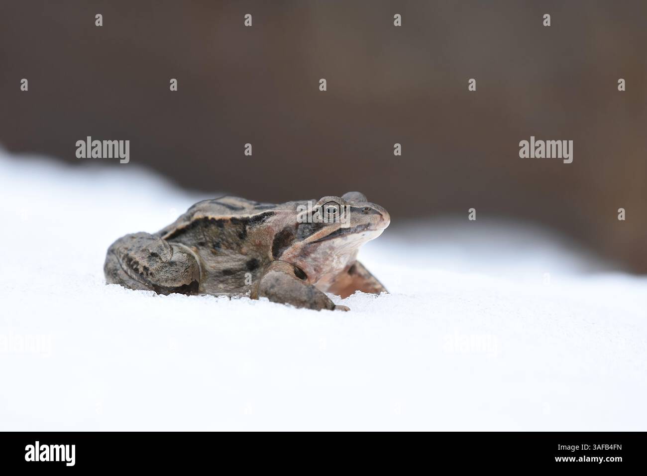 Frog In Snow Moor frog (Rana arvalis) in the snow in early spring Stock Photo - Alamy