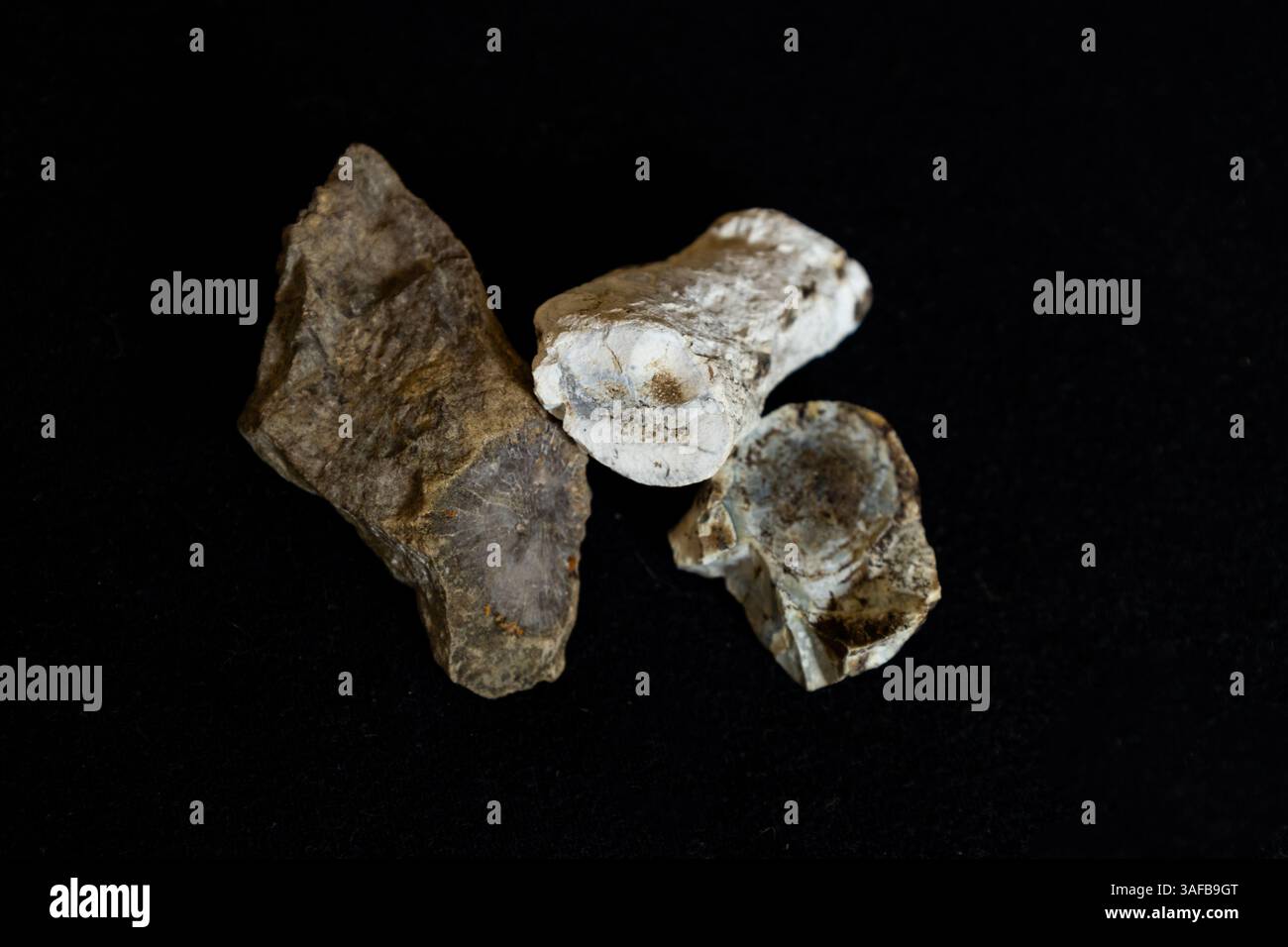 Fragments of coral fossils, from a Devonian coral reef, against a black background. Stock Photo