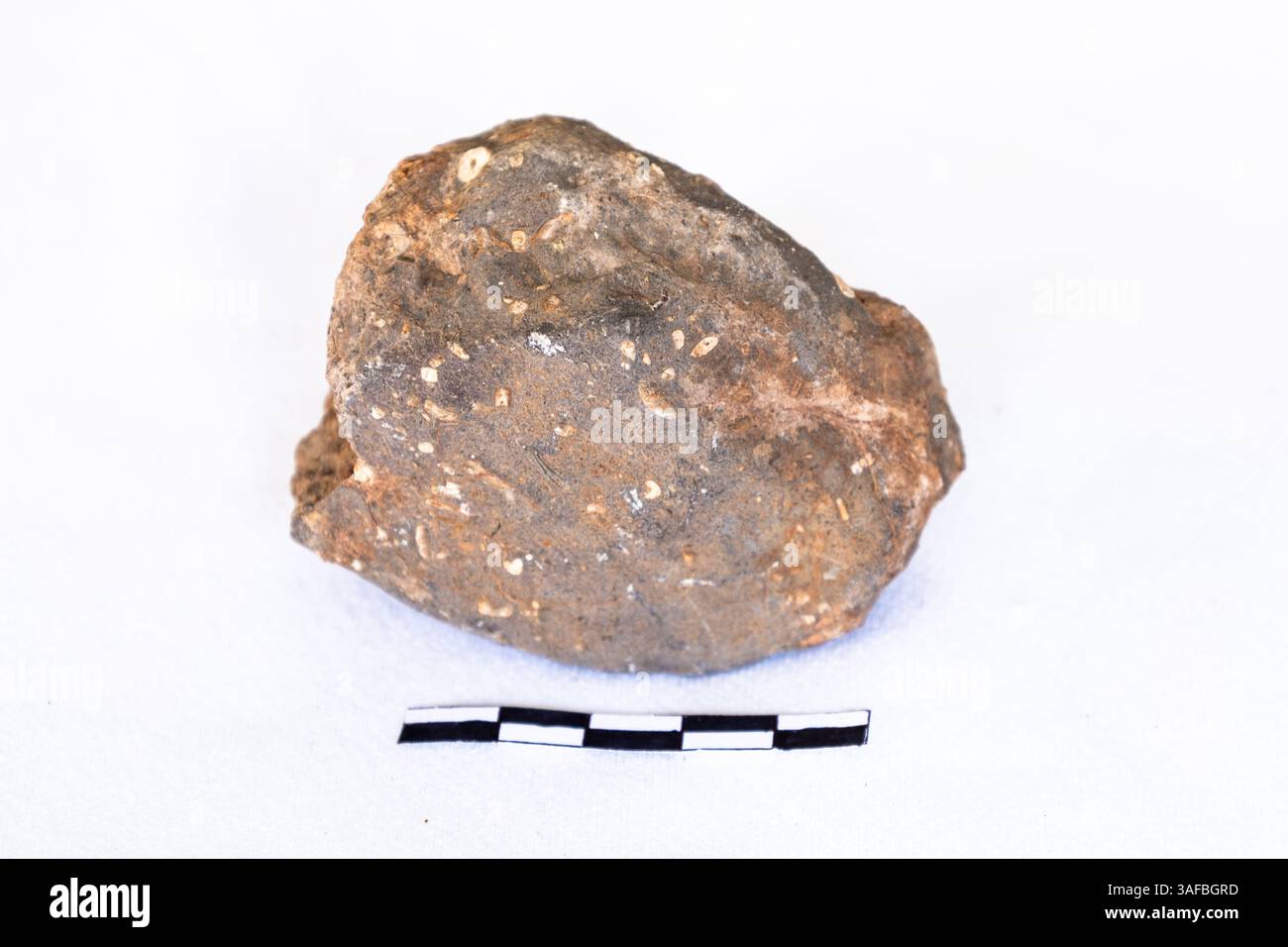 Siltstone with a sea-lily fossil with scale on a white background Stock Photo