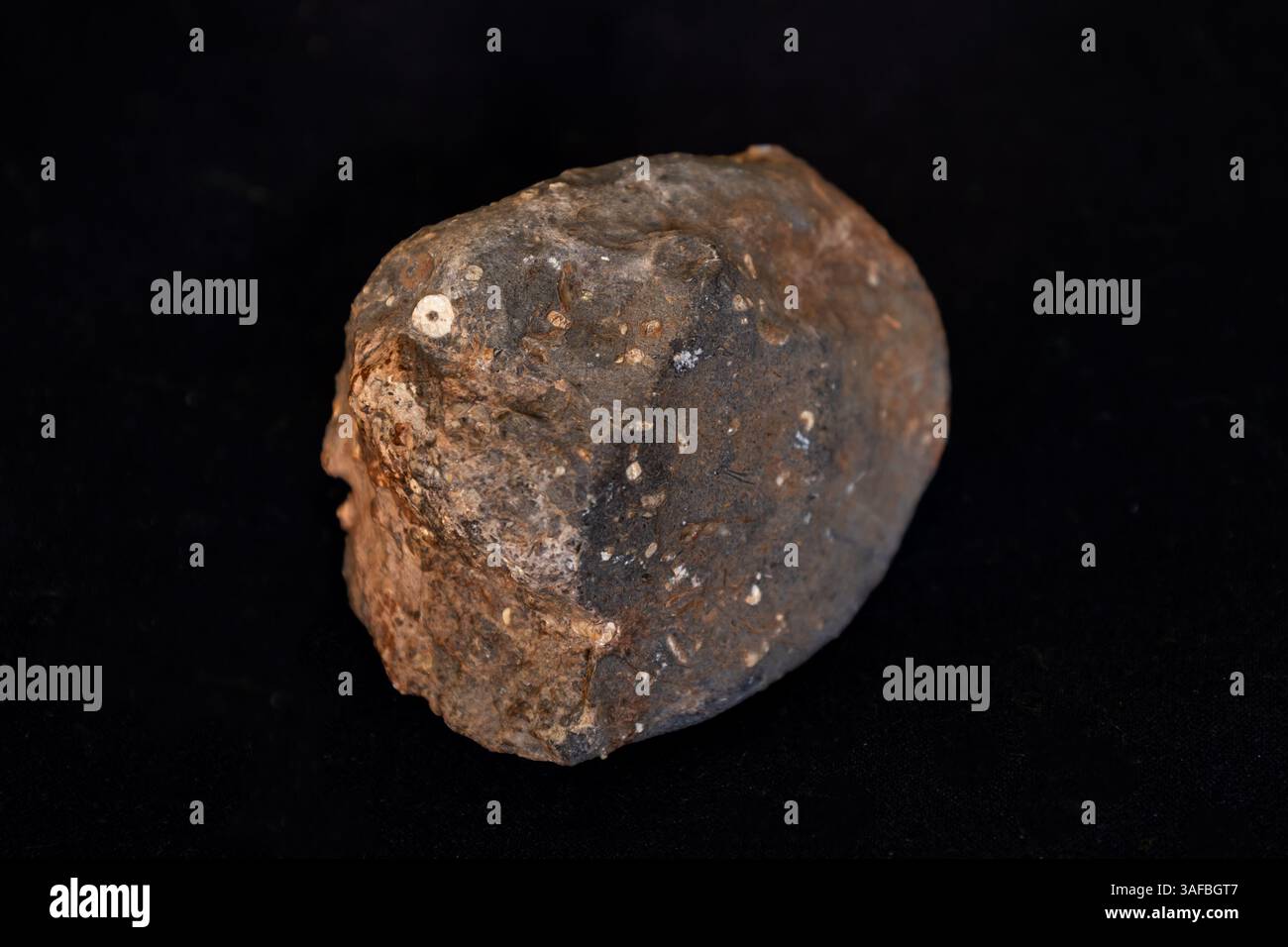 Siltstone with a sea-lily fossils on a black background. Stock Photo