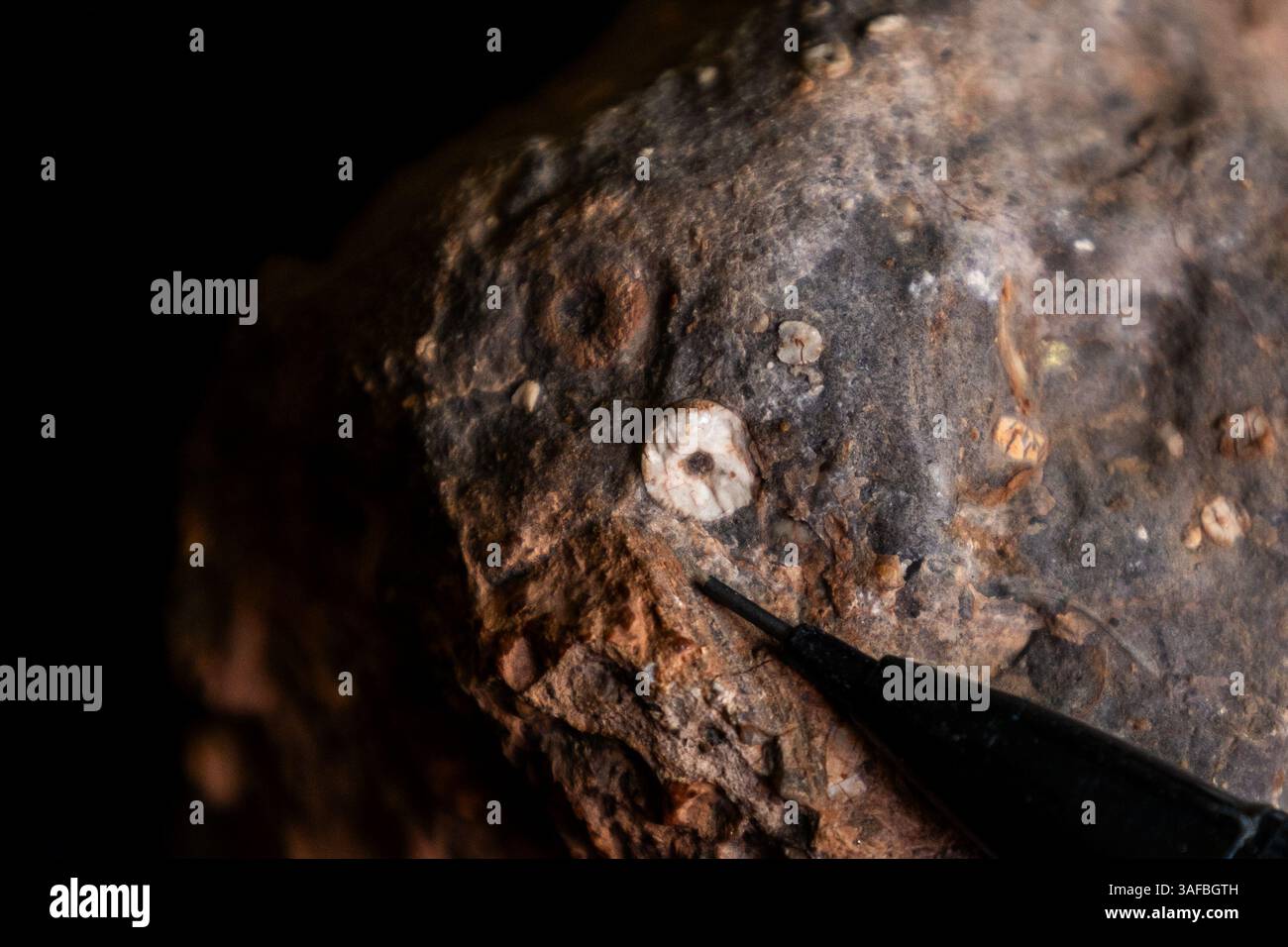 Close-up of a crinoid fossil in dark grey siltstone, Stock Photo
