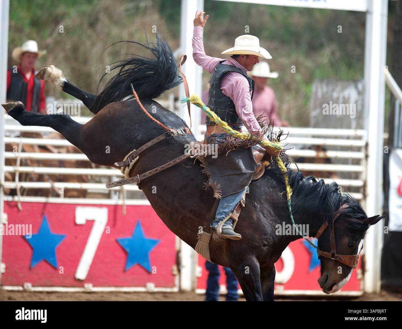 Lane Rider May 13, 2012 - Sonora, California, USA - Saddle bronc rider Roy Johnson ...