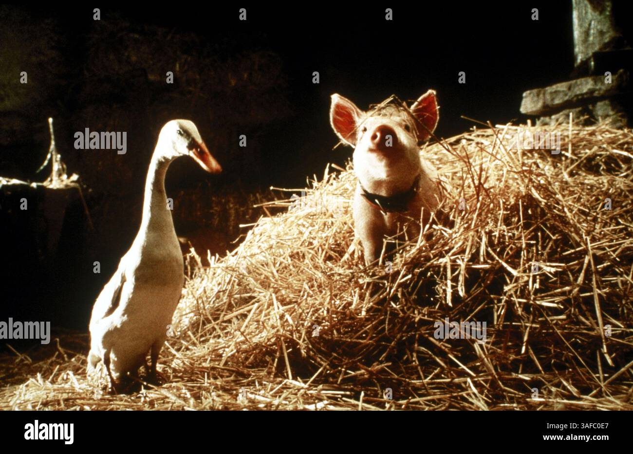 Babe pig city babe pig hi-res stock photography and images - Alamy