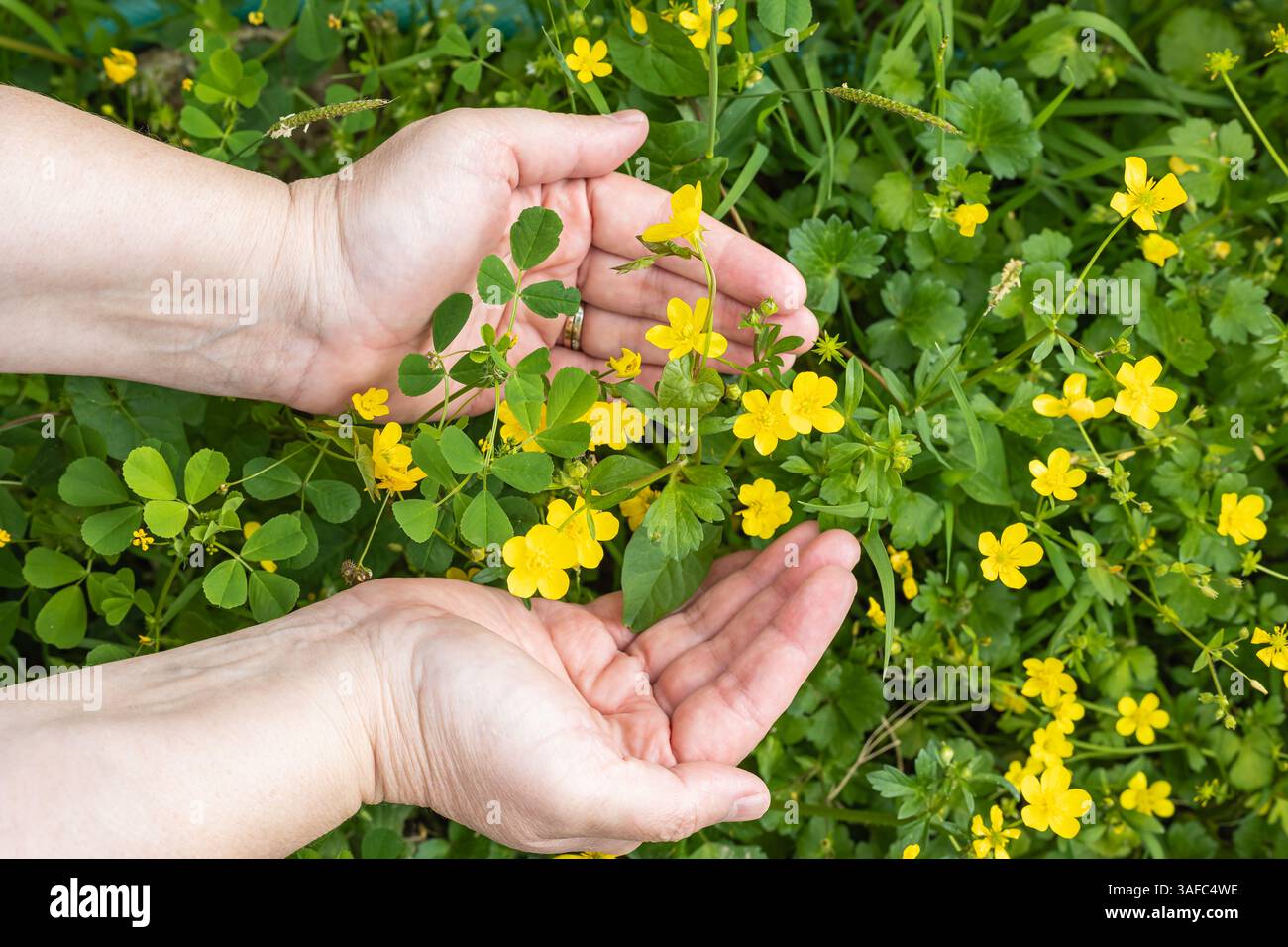 Female hands with spring wildflowers, herbs on green grass background. Close-up of a hands with yellow buttercup flower outdoors, beauty of nature. A Stock Photo