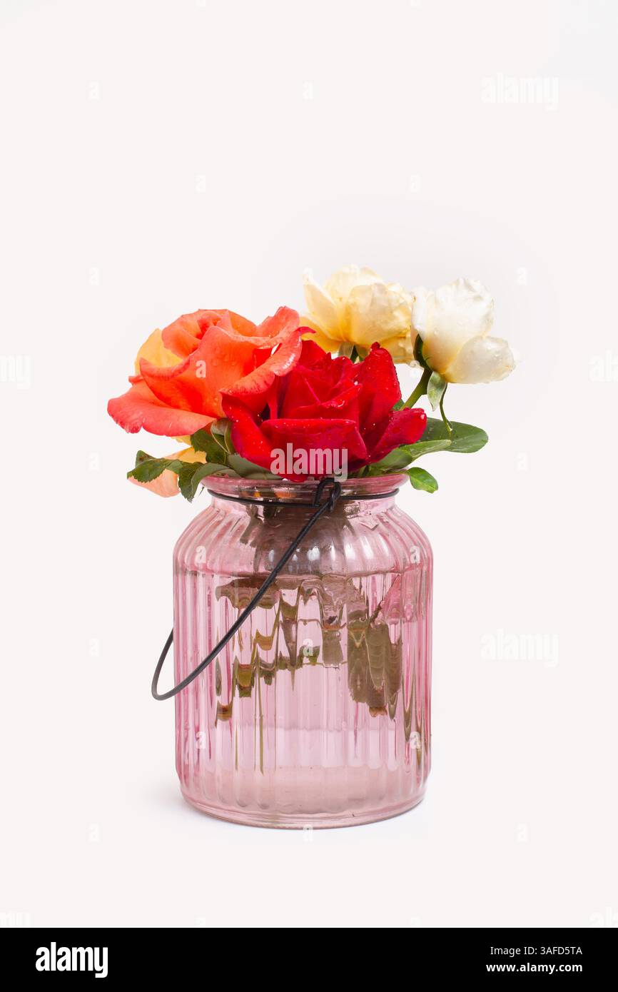Colored roses in a pink glass vase with water on a white background ...