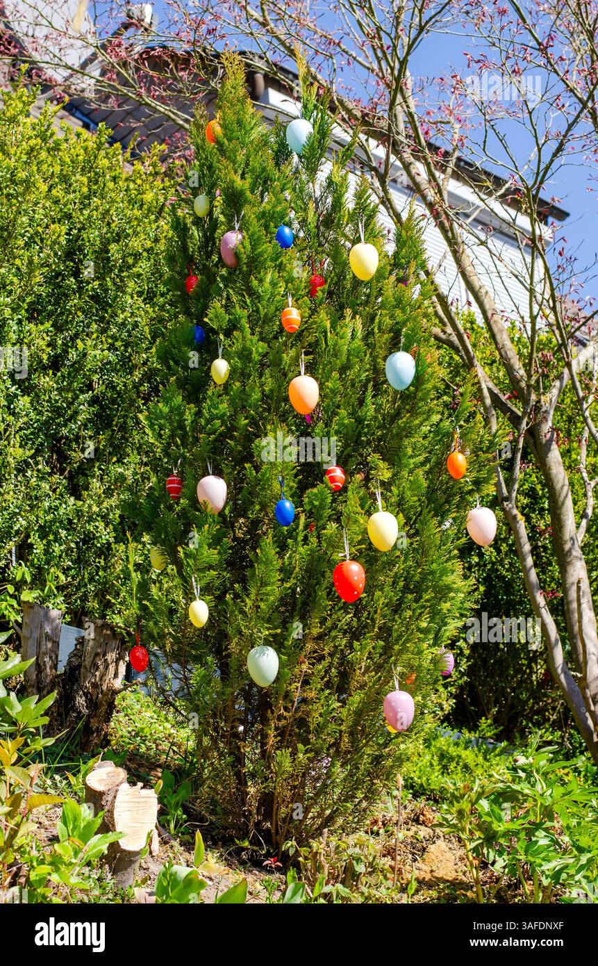 Easter tree decorated with colorful hanging eggs Stock Photo