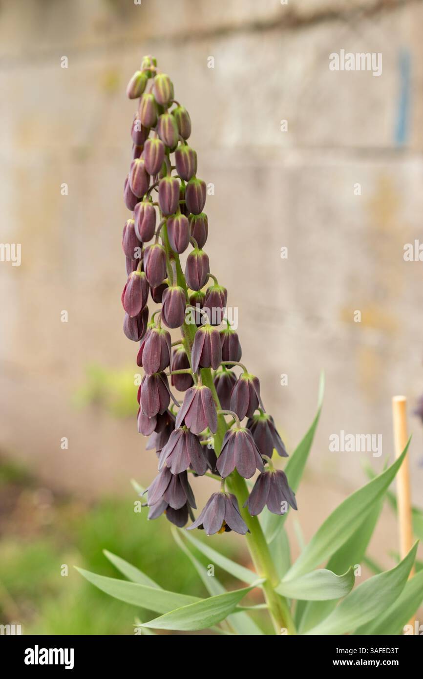 Zurich, Switzerland, March 30, 2024 Fritillaria Persica plant at the botanical garden Stock Photo