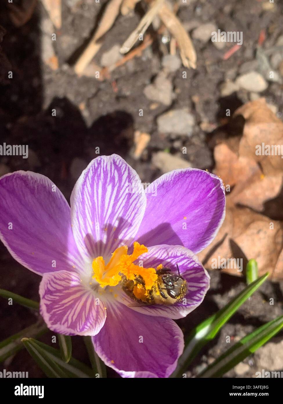 Crocus vernus (spring crocus, giant crocus) and bee - Smartphone Captured Stock Image