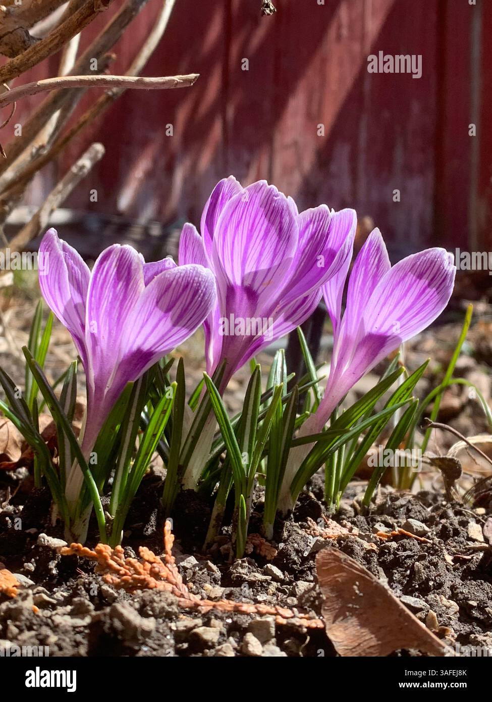 Crocus vernus (spring crocus, giant crocus) and bee - Smartphone Captured Stock Image