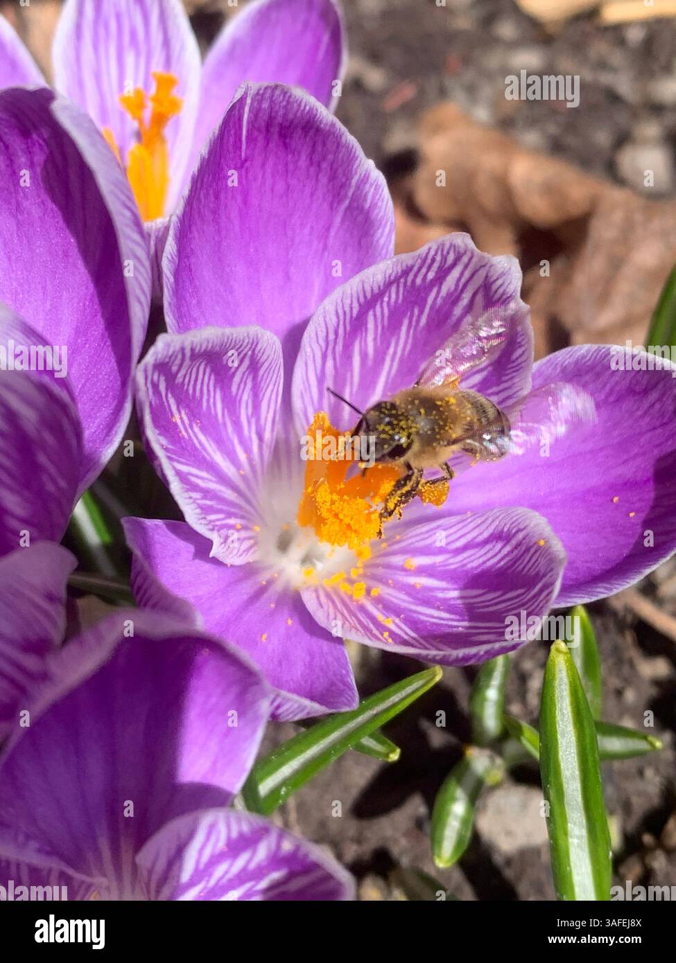 Crocus vernus (spring crocus, giant crocus) and bee - Smartphone Captured Stock Image