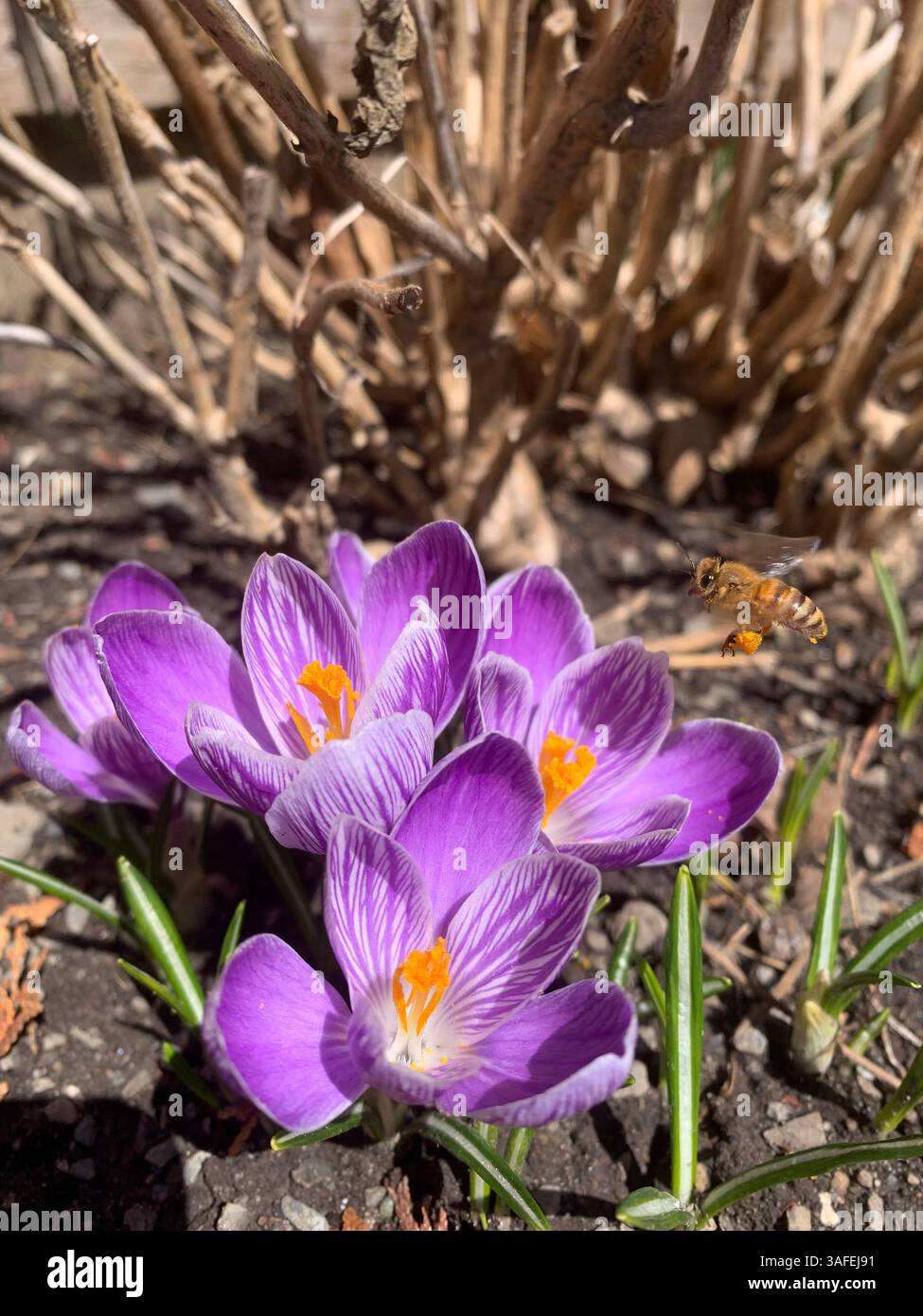 Crocus vernus (spring crocus, giant crocus) and bee - Smartphone Captured Stock Image