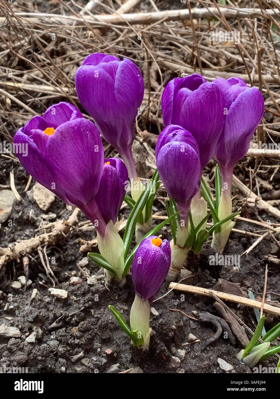 Crocus vernus (spring crocus, giant crocus) and bee - Smartphone Captured Stock Image