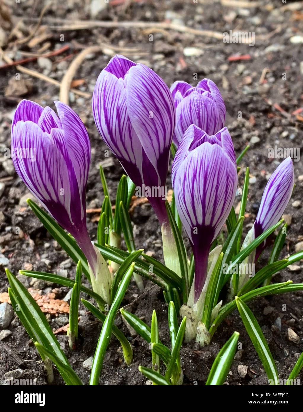 Crocus vernus (spring crocus, giant crocus) and bee - Smartphone Captured Stock Image