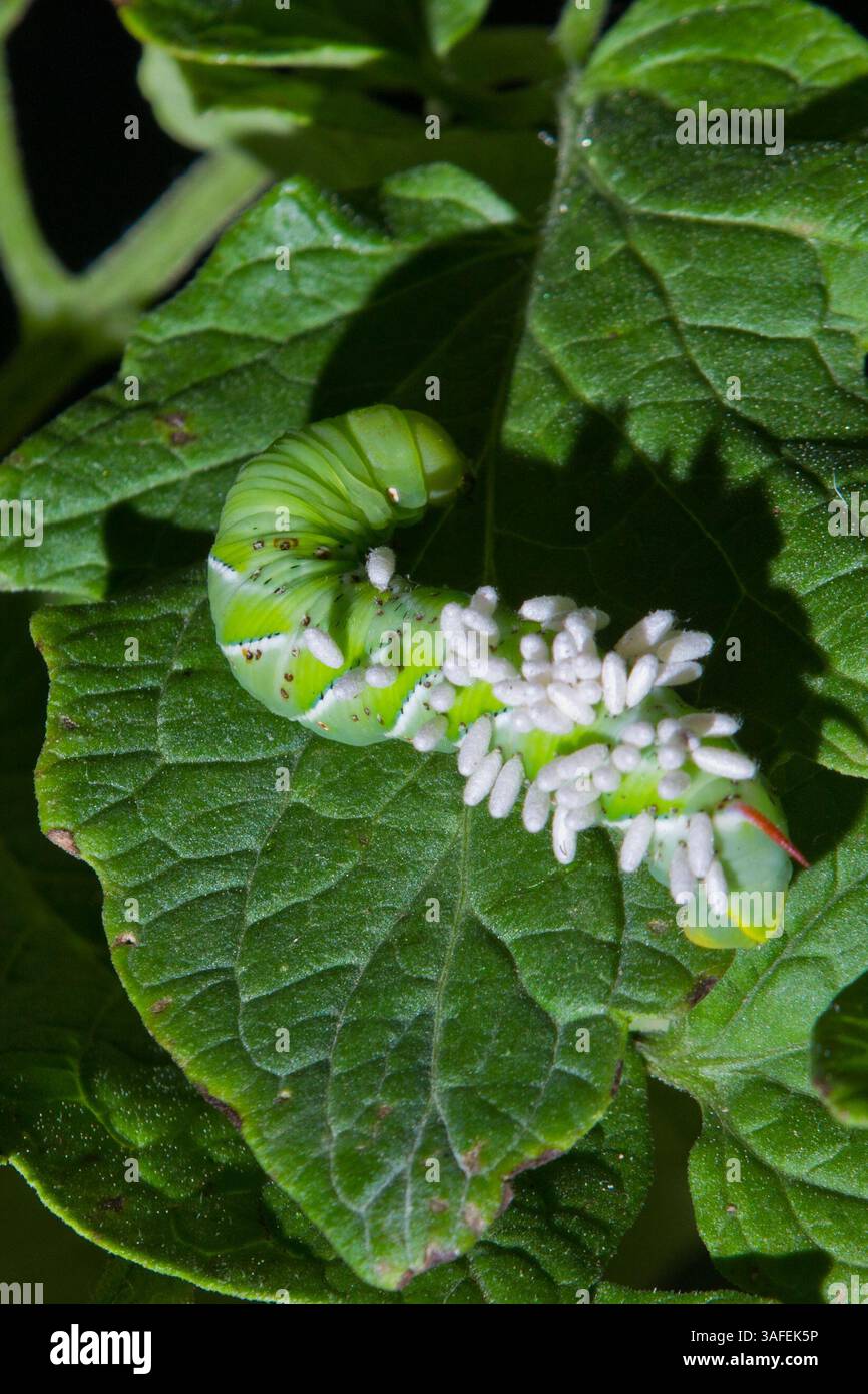 tobacco hornworm white eggs on back White caterpillar eggs hi-res stock photography and images - Page 4