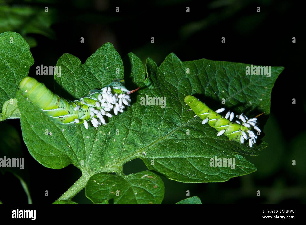 tobacco budworm larvae Tobacco budworm, Larvae (L9781)